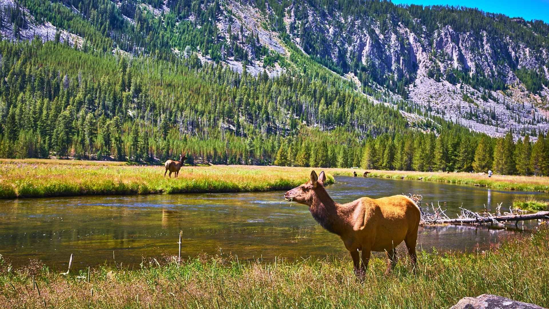 Elk standing beside a river in Yellowstone National Park, Wyoming, near Grand Teton, popular for camper van rentals and RV road trips.