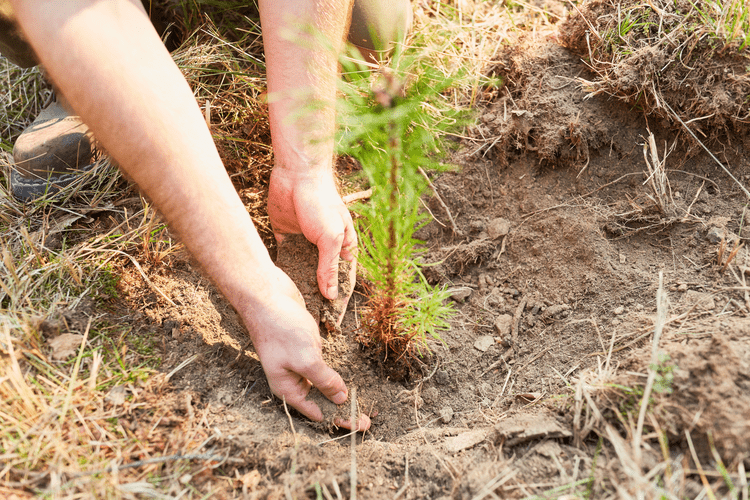Tiny forests, big impact: What is a microforest and how does it help ...