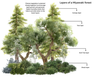 Tiny forests, big impact: What is a microforest and how does it help ...
