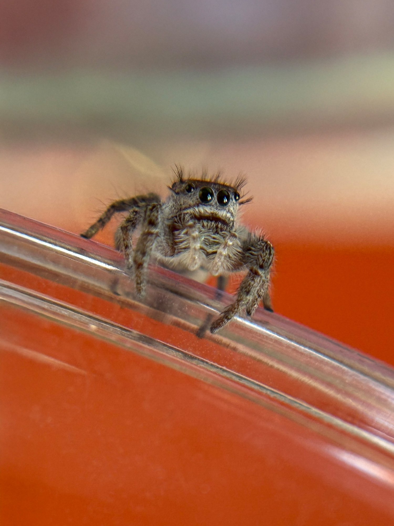 Phidippus Carolinensis jumping spider