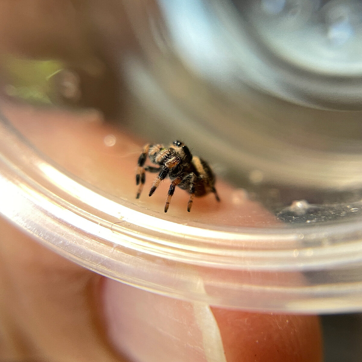 Phiddipus Regius Regal female Jumping Spider juvenile looking tiny in a cup. Looking up.