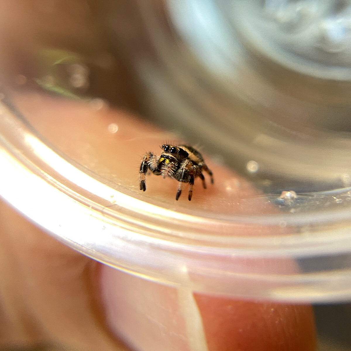 Phiddipus Regius Regal female Jumping Spider juvenile looking cute and tiny in cup.