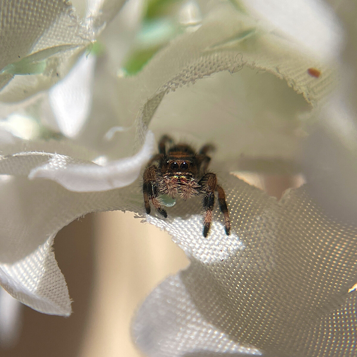 Phiddipus Regius Regal female Jumping Spider juvenile looking cute and tiny hiding in silk flower.
