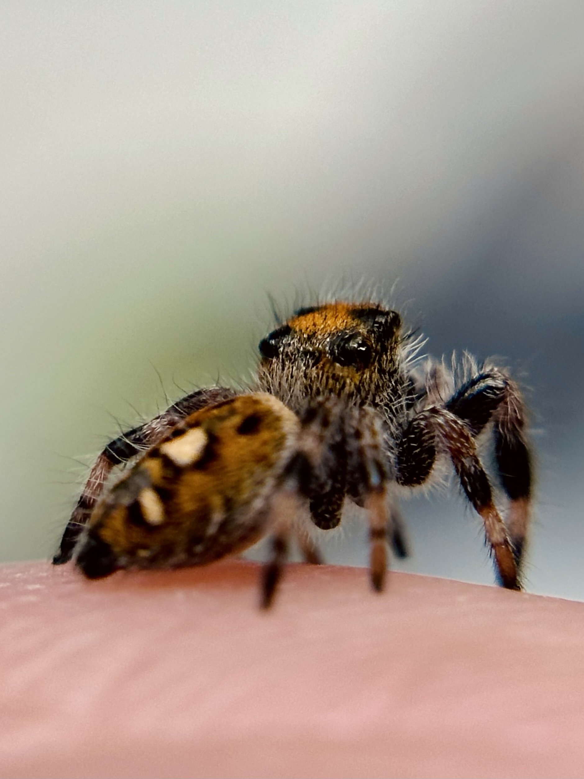 Phiddipus Regius Regal female Jumping Spider juvenile. Rear view of its back showing color and markings.