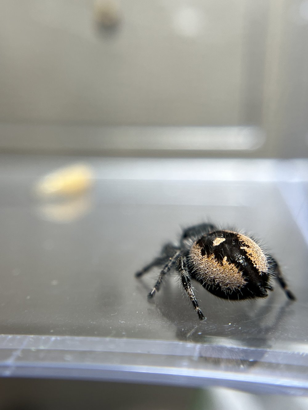 Jumping Spiders For Sale - Affordable Shipping - Phidippus Regius – Spiders  Source