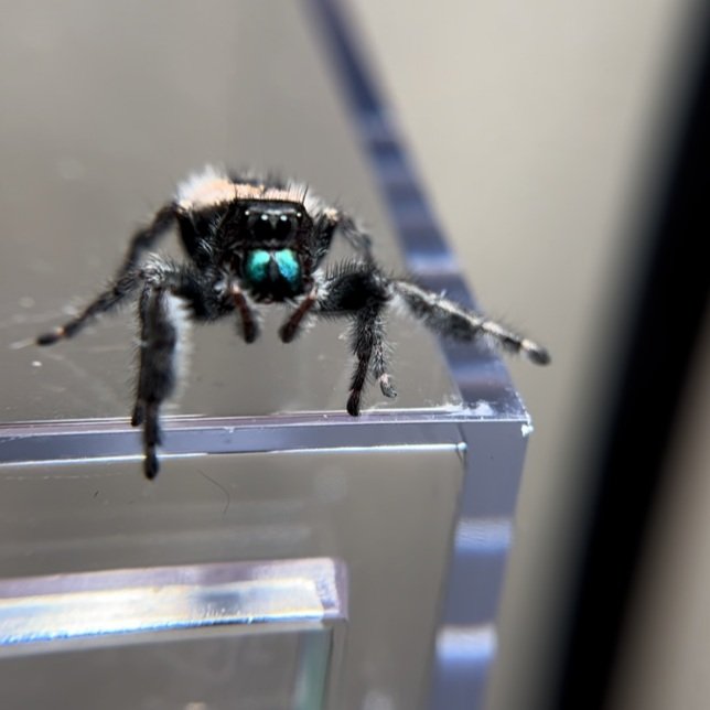 Jumping Spiders For Sale - Affordable Shipping - Phidippus Regius – Spiders  Source