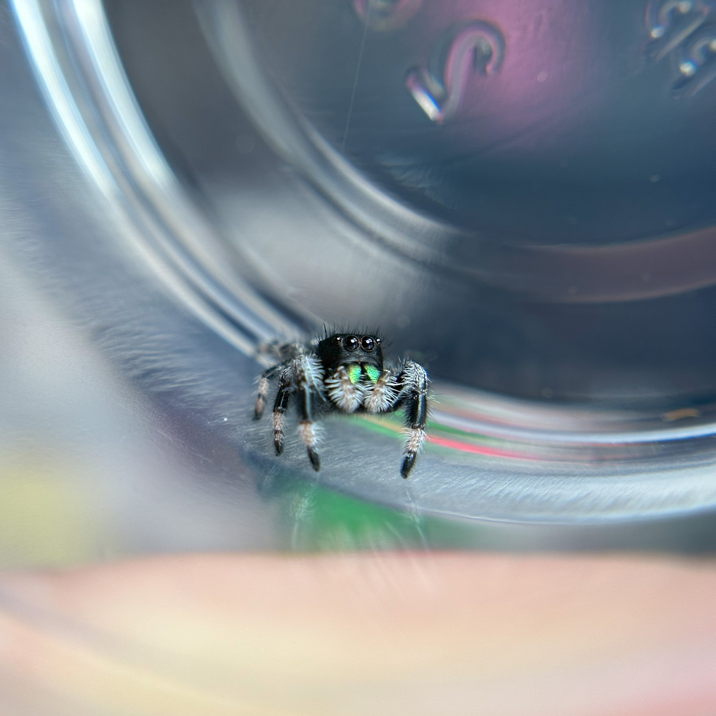 Phiddipus Regius Regal male Jumping Spider juvenile looking cute and tiny in cup.