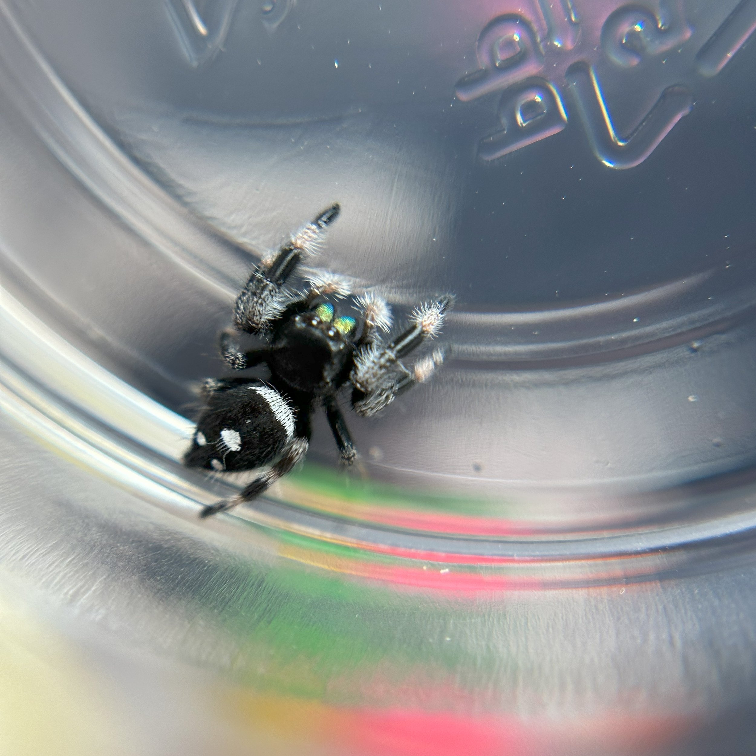Phiddipus Regius Regal male Jumping Spider juvenile back with markings.