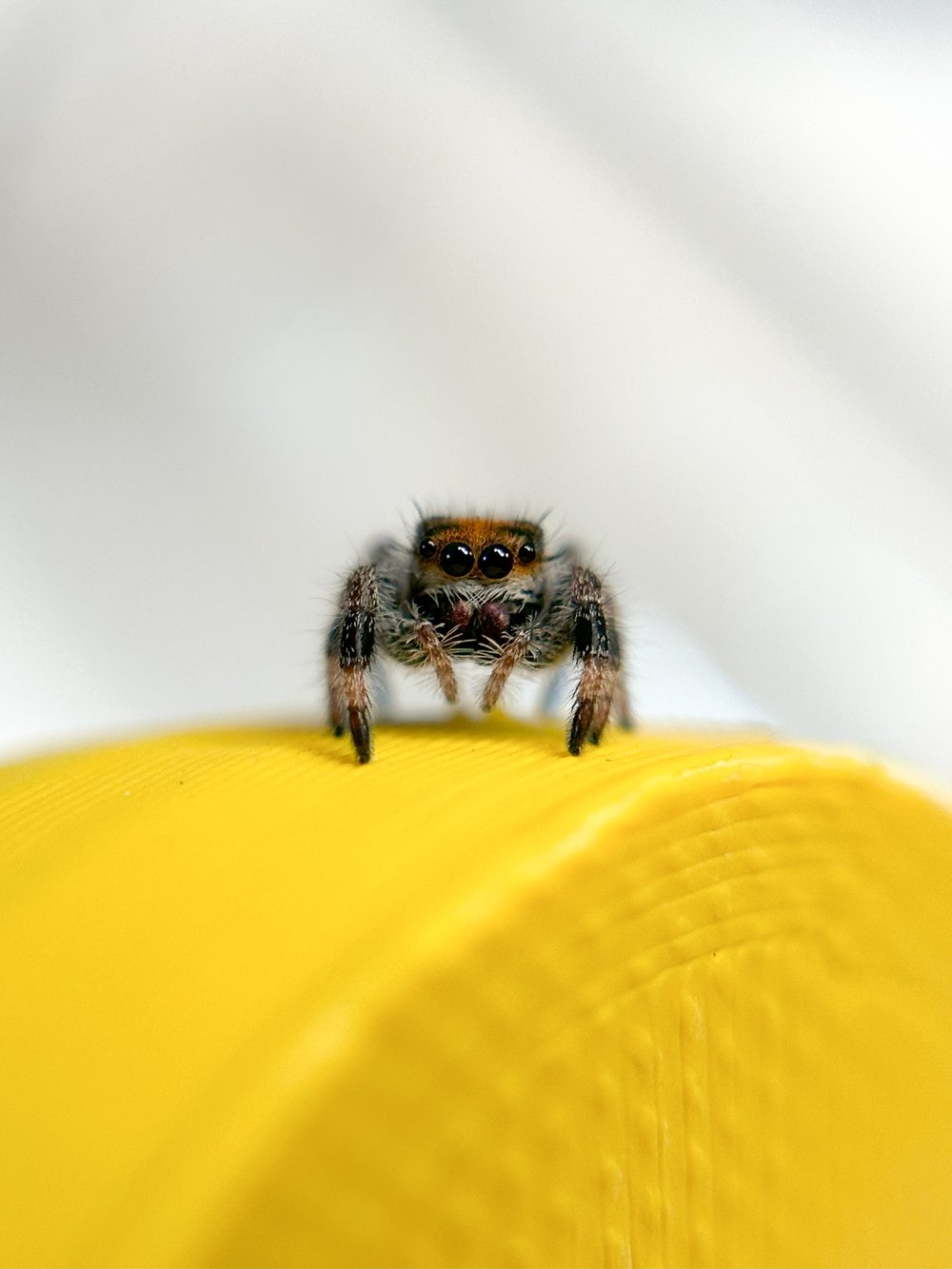 Regal Jumping Spider – Reptile Pets Direct