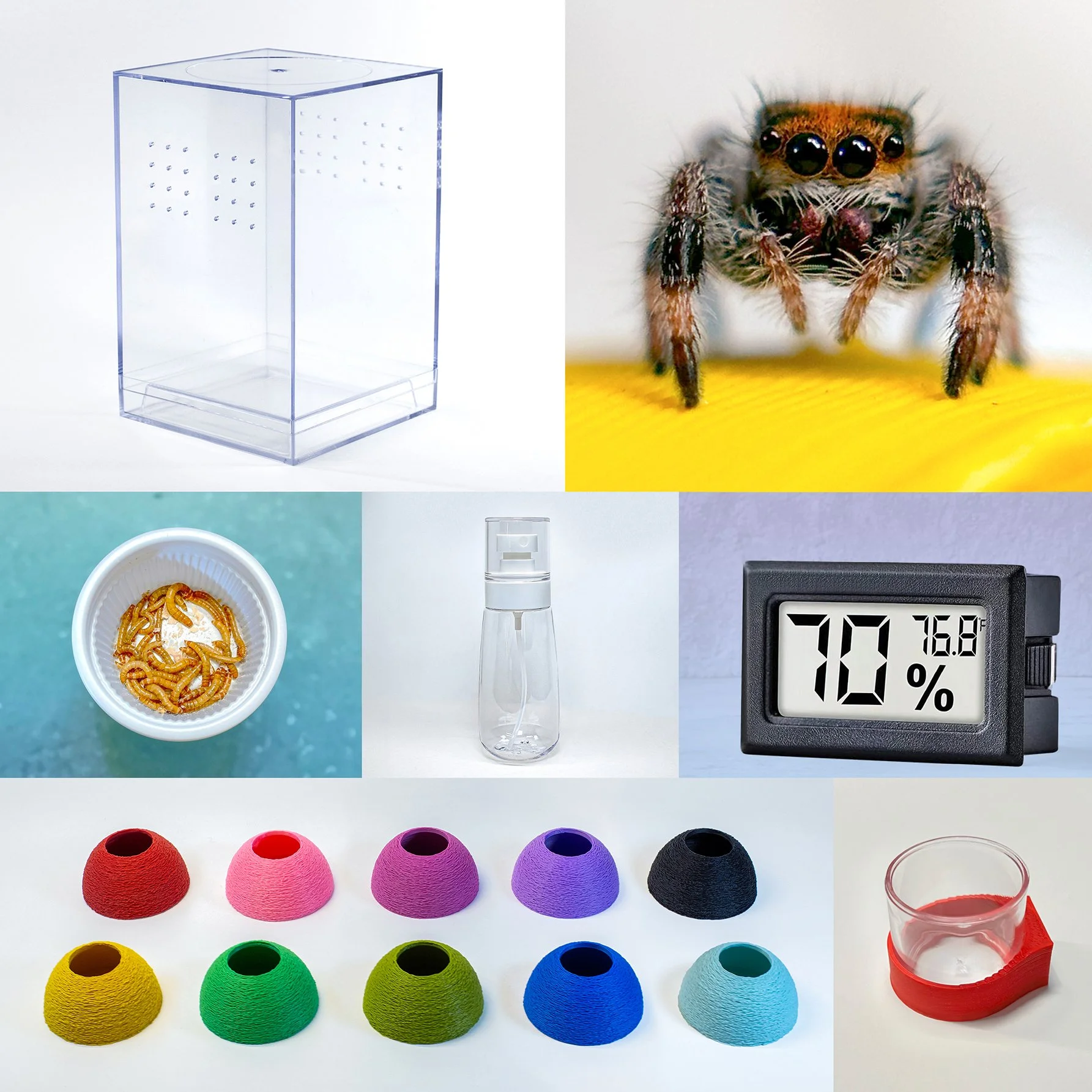 Jumping Spider For Sale, Starter Kit for beginners