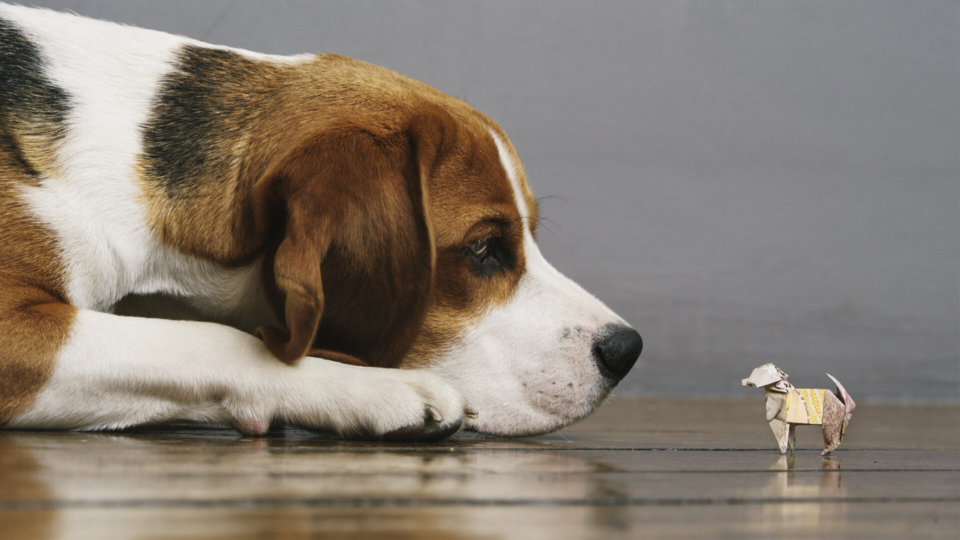 Beagle.jpg