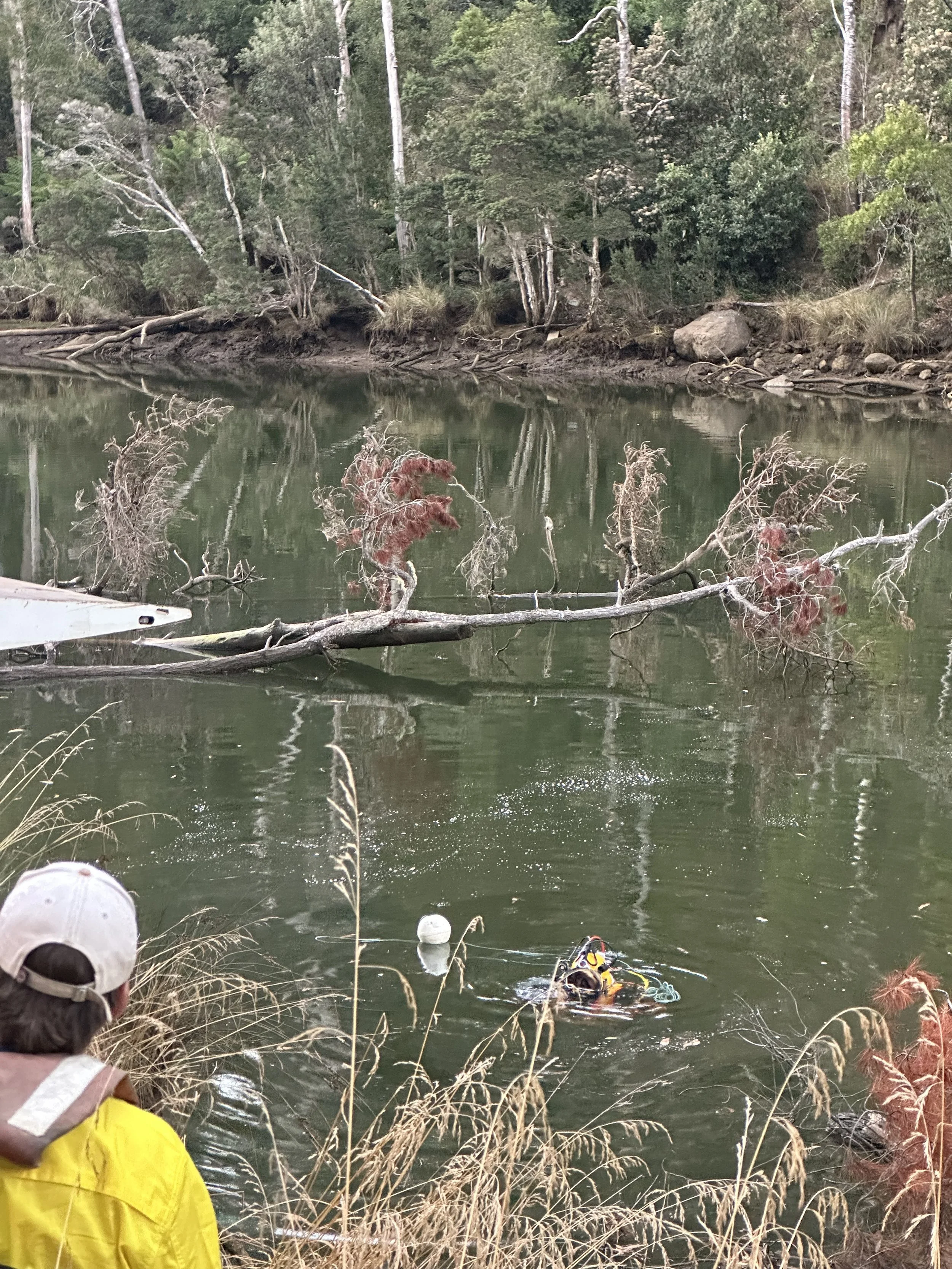 Person in yellow jacket and white cap observing a diver in the water near a fallen tree with red-tinged branches in a wooded area.
