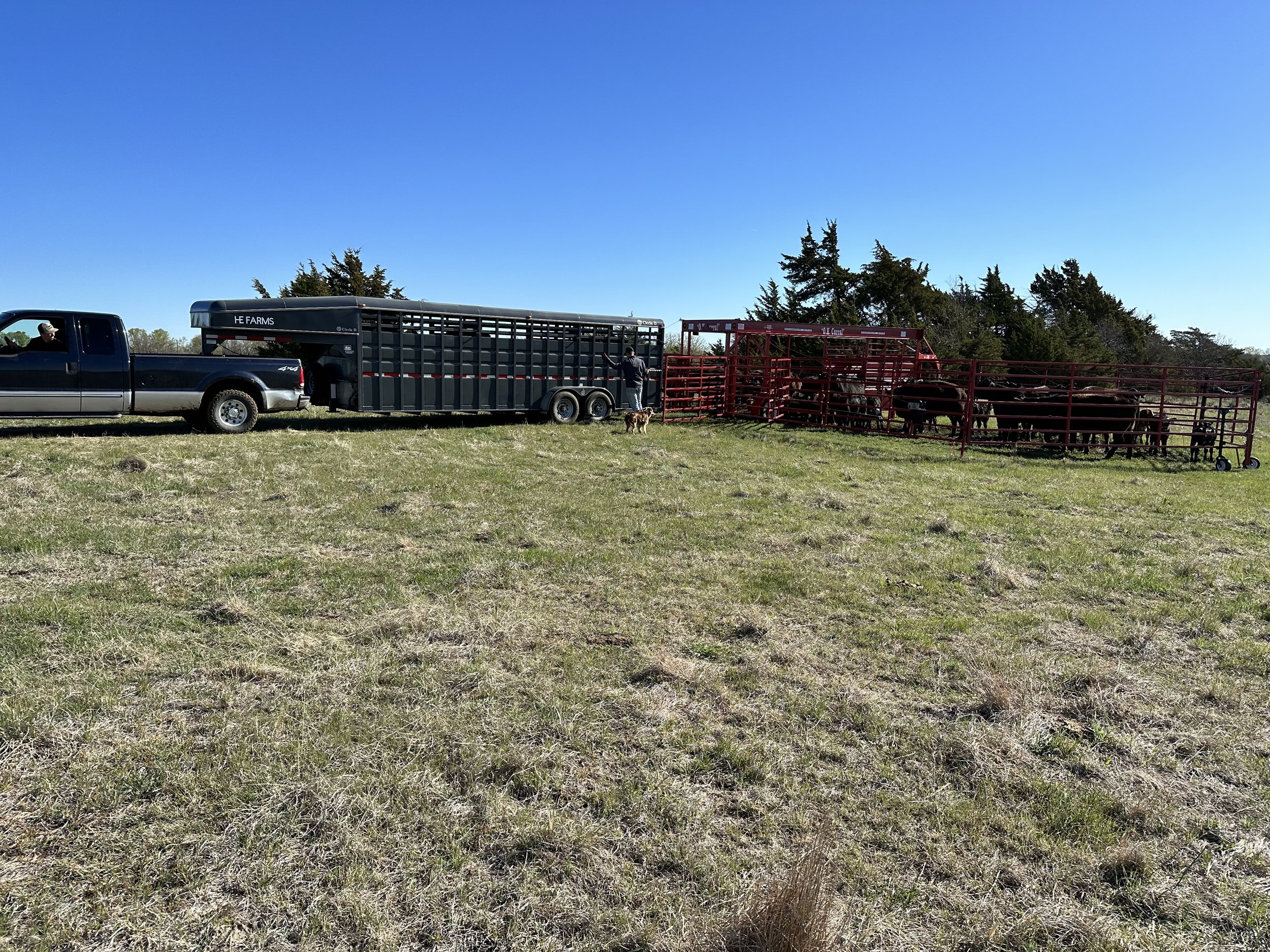 working cattle 1.jpg