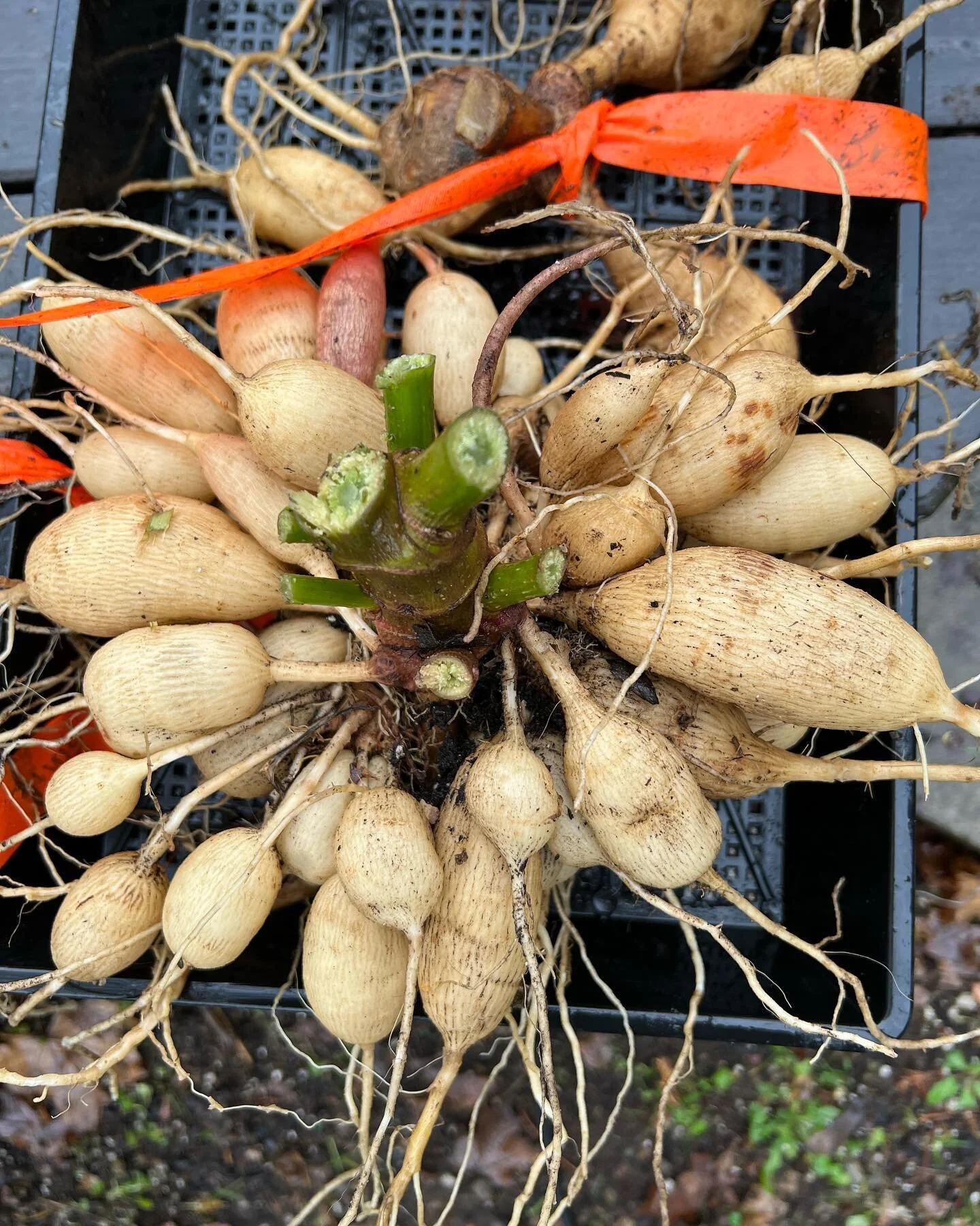 All started from one seed. This is how Yellow Door Blooms was founded. Just a seed of inspiration to bring a little joy to others. The work filled the extra time I had earlier this year. I am so thankful for this great community for encouragement and