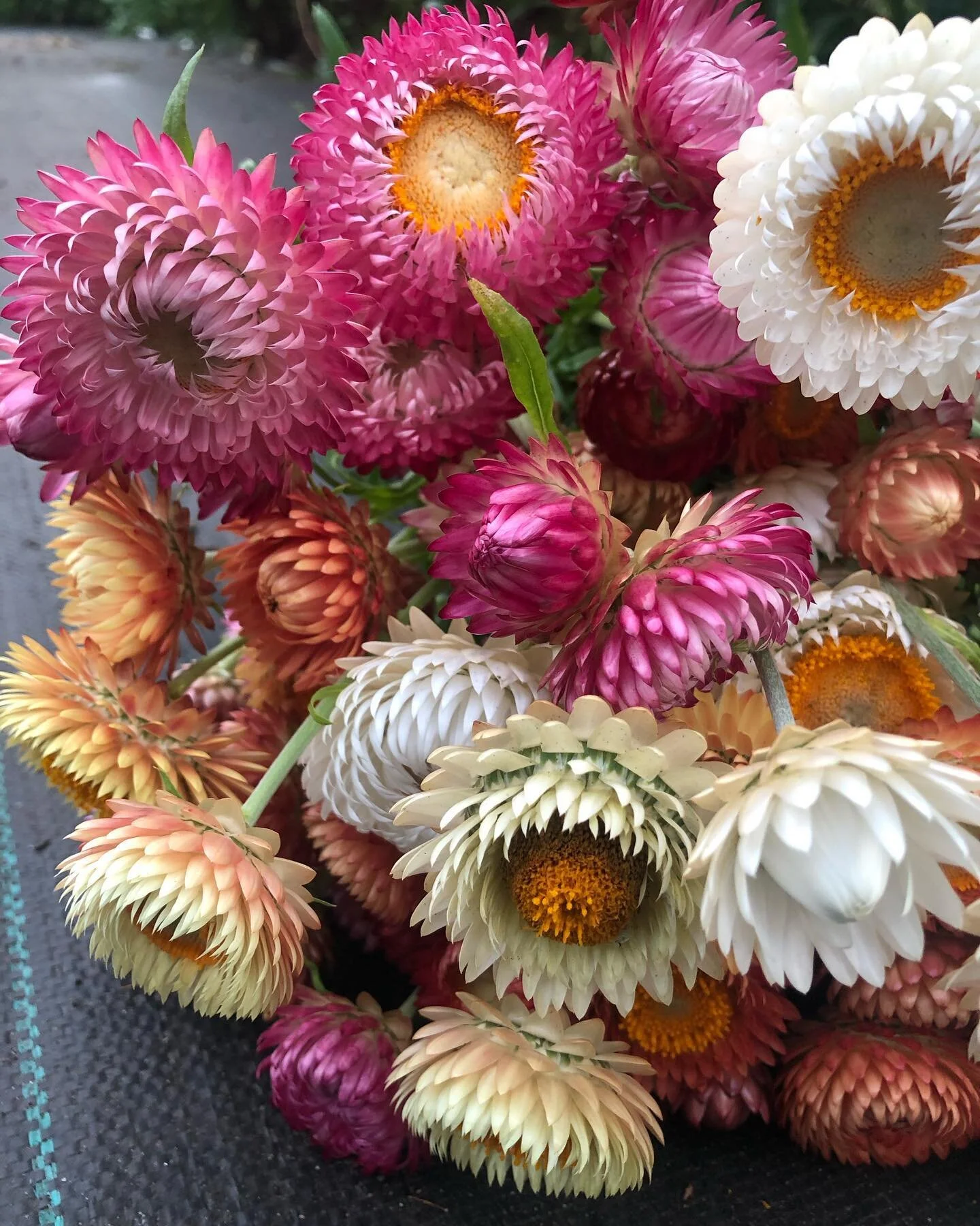 Strawflower has been giving all summer.