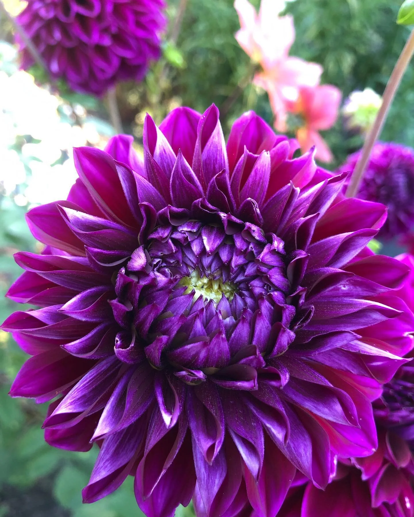 Current favorite dahlias. Some others are struggling. It&rsquo;s amazing how just one week swing in temperatures and the garden takes on a new look.