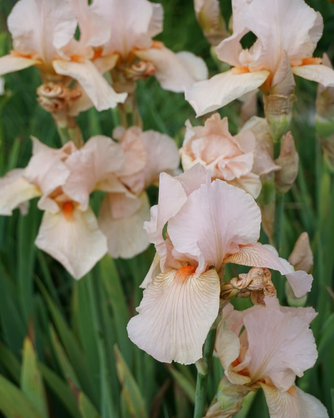 Once in a while you find a cultivar that you love. And the beauty is that you can cherish within your garden knowing that nobody on the street has it in theirs!

Bearded iris being one of those great early spring flowering perennials that also look n