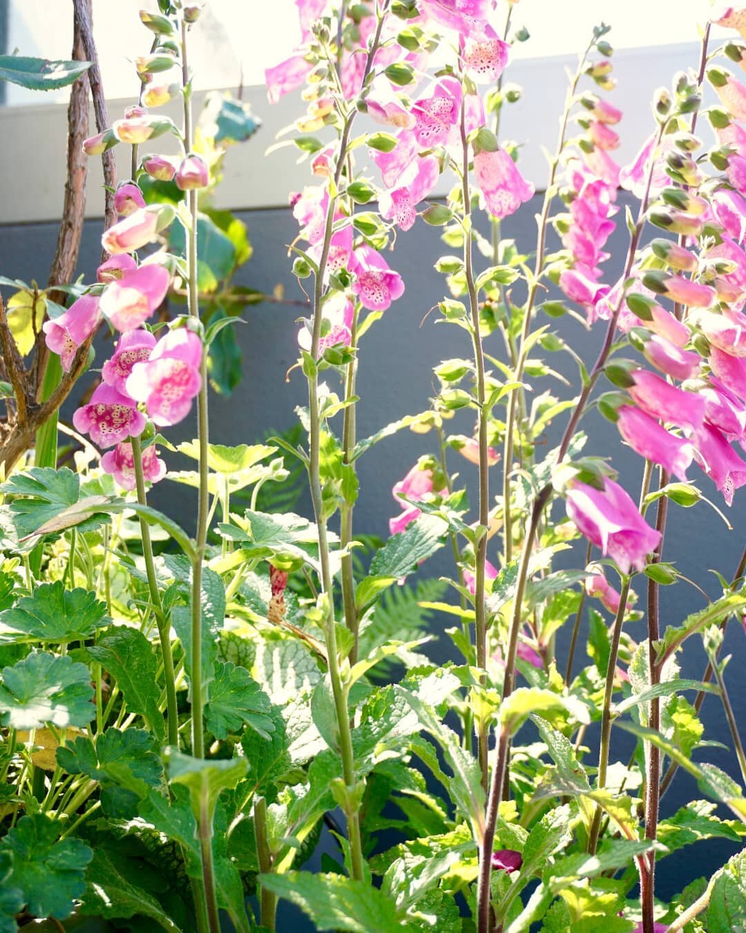 One of my favourite plants, Digitalis purpurea, elegantly stands in one of our roof terraces in West London. We particularly love this one because it is perennial, and has an extended flowering period from May through to November. A small miracle of 