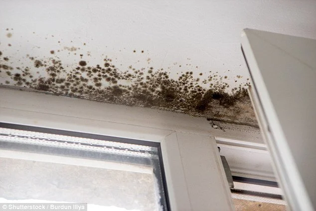 Mould at condensation.jpg