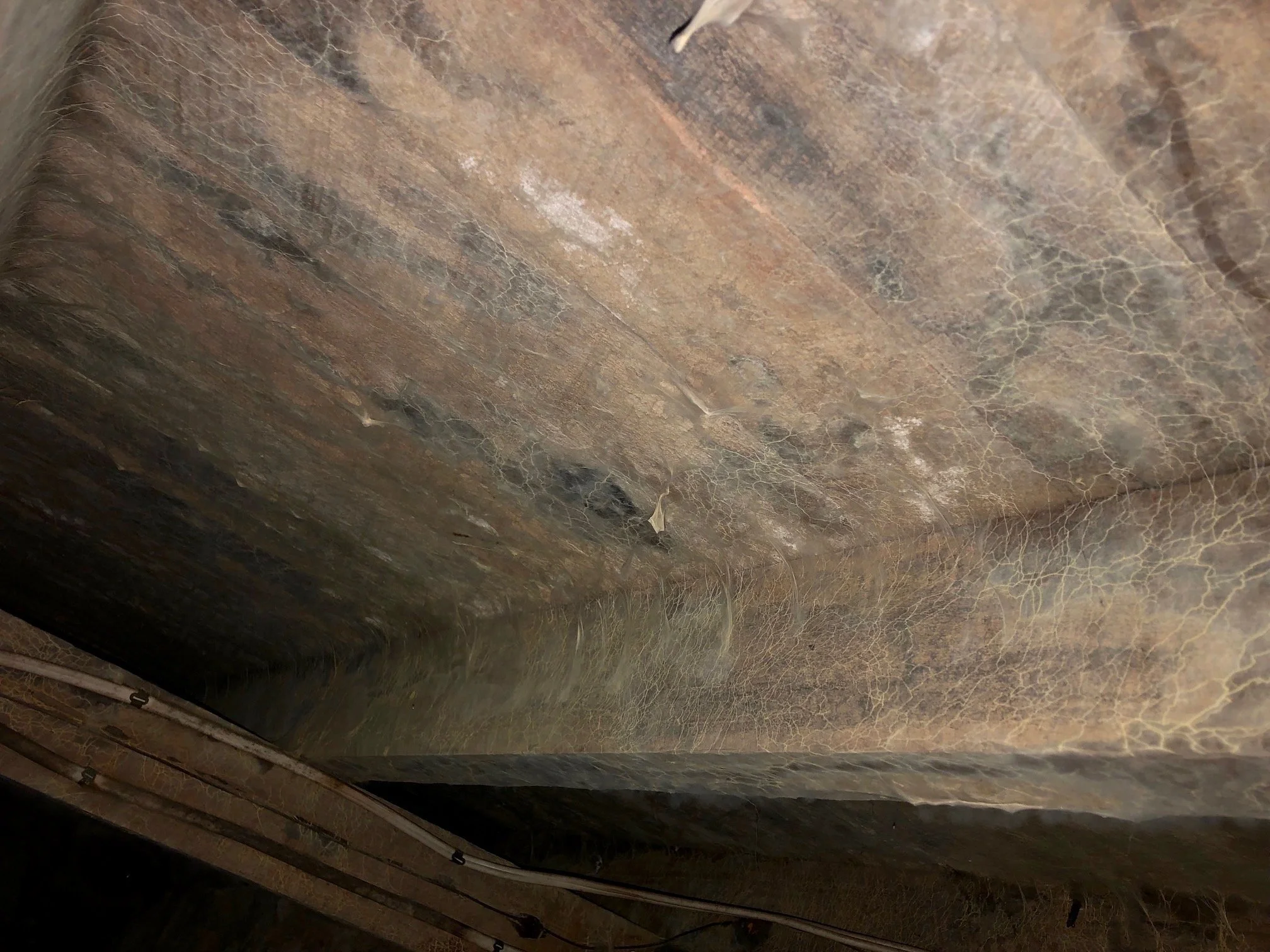 A simple Guide to Mould Inspection Services in Sydney
