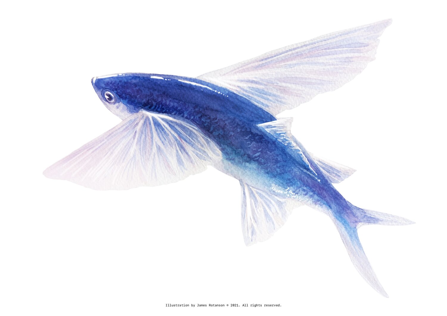 Flying Fish Art Print - Marine Life Watercolour Collection — James