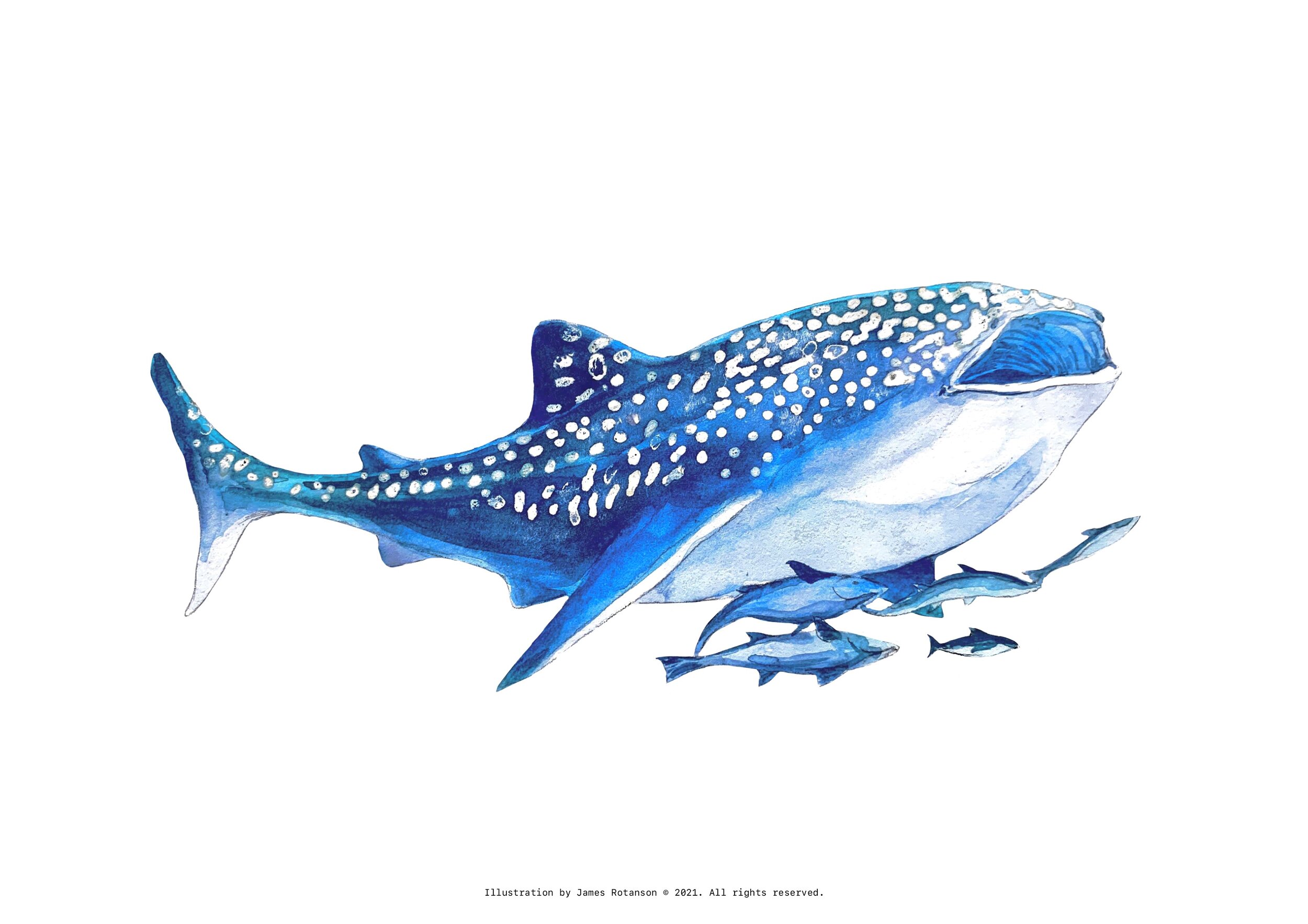 The Whale Shark: a Quick Guide | Mexico Whale Shark