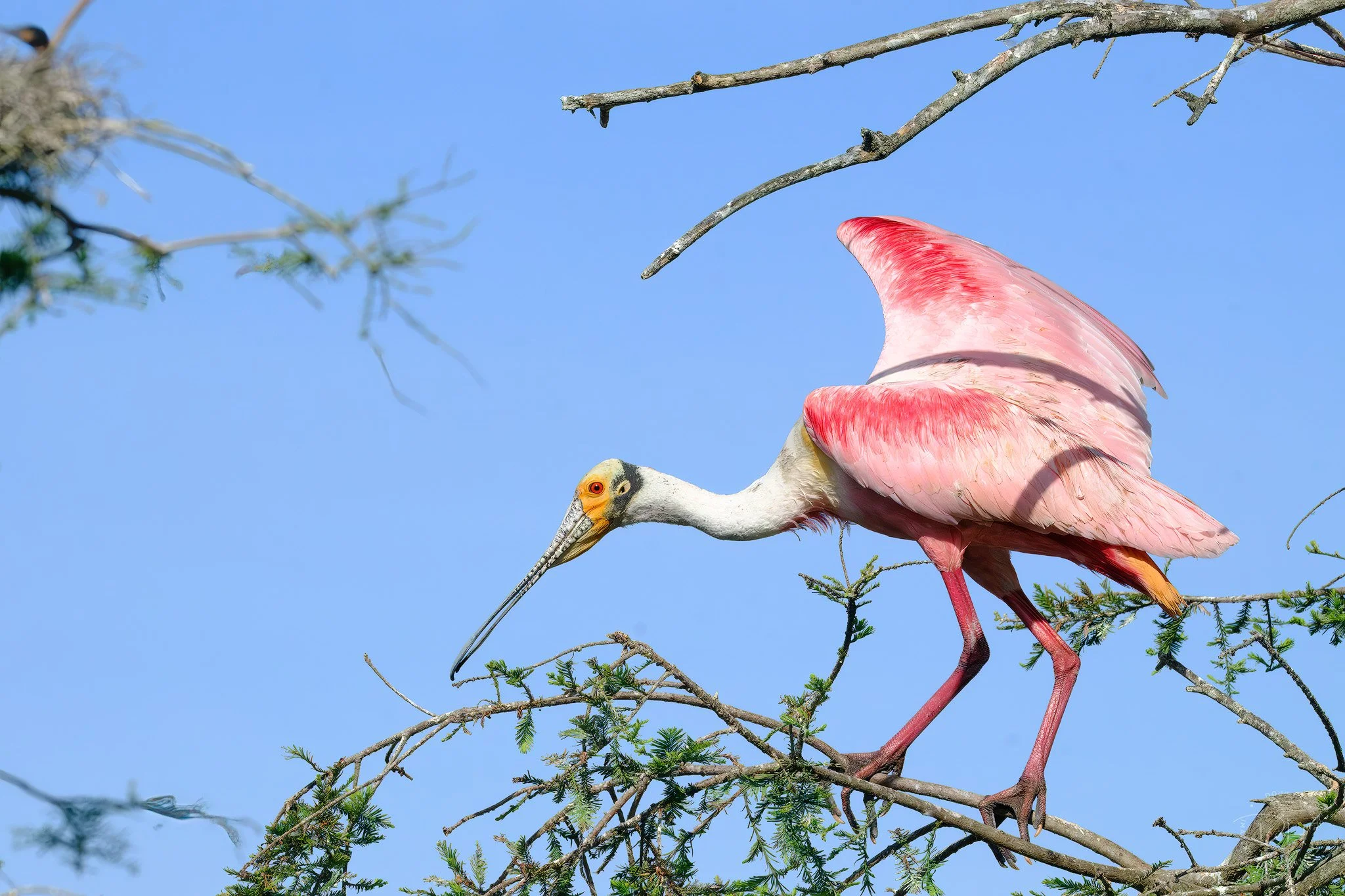 20250429__DSF8096-Enhanced-NR-Edit copy.jpg