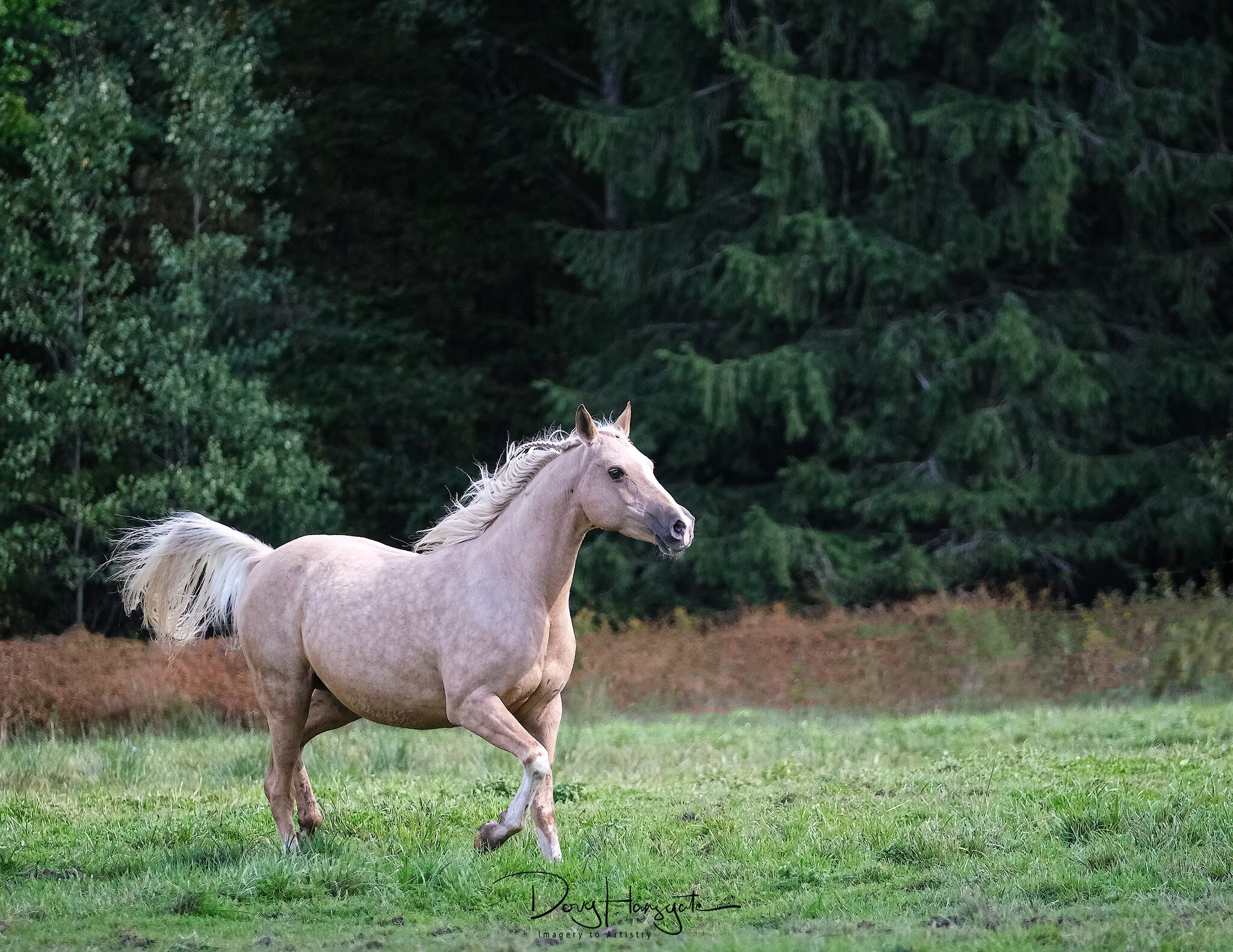 Equine Photography — Doug Hansgate