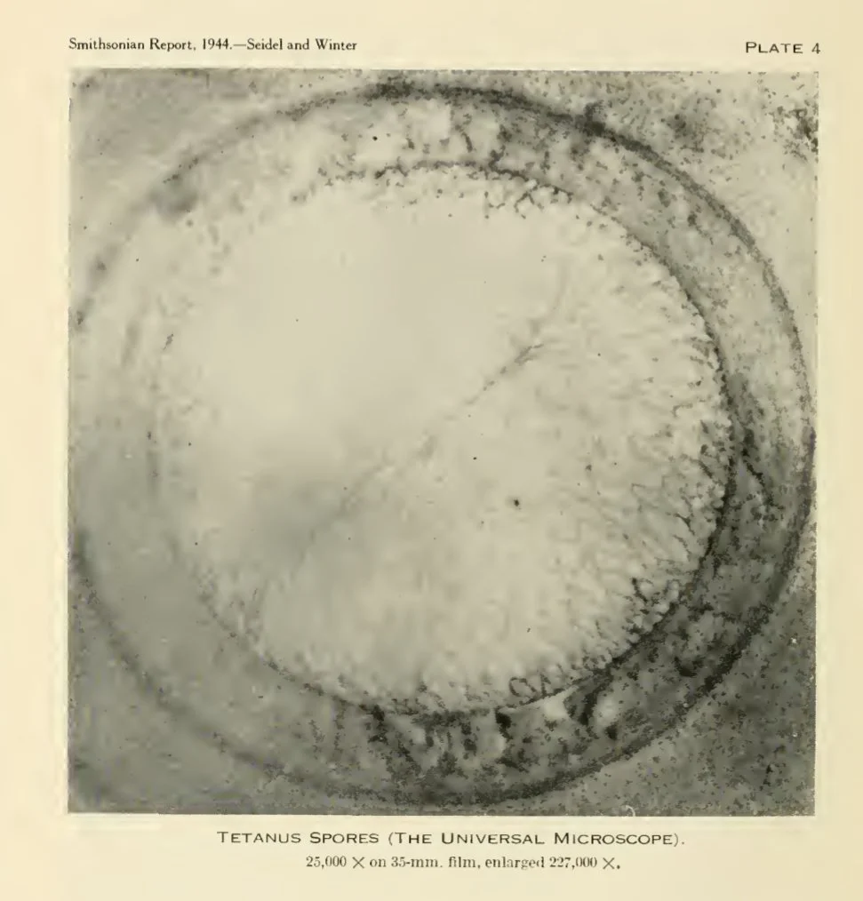 Tetanus spore photomicrograph, from Smithsonian report 1944.