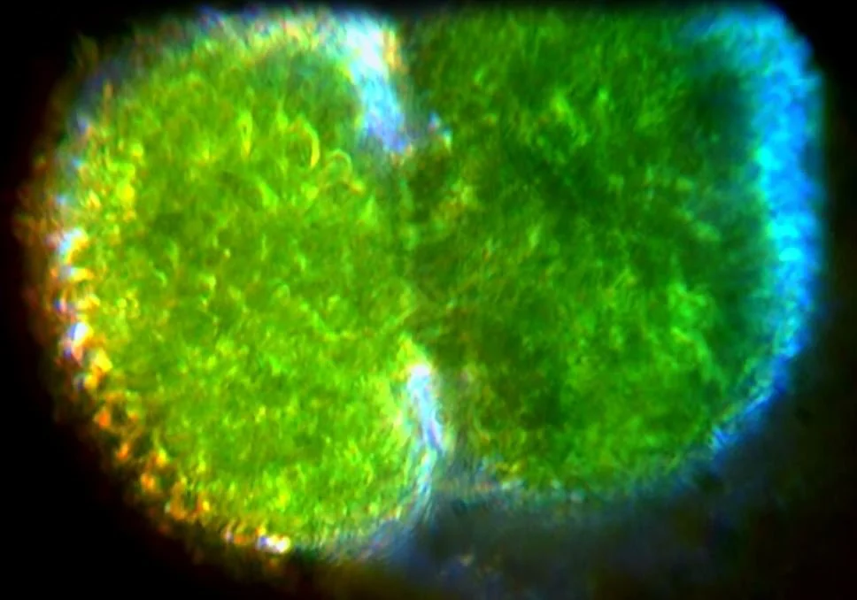 Modern comparison of live chlorophyll cell photo, from Truman microscope video (see below). 100x oil immersion objective, with Risley prism.