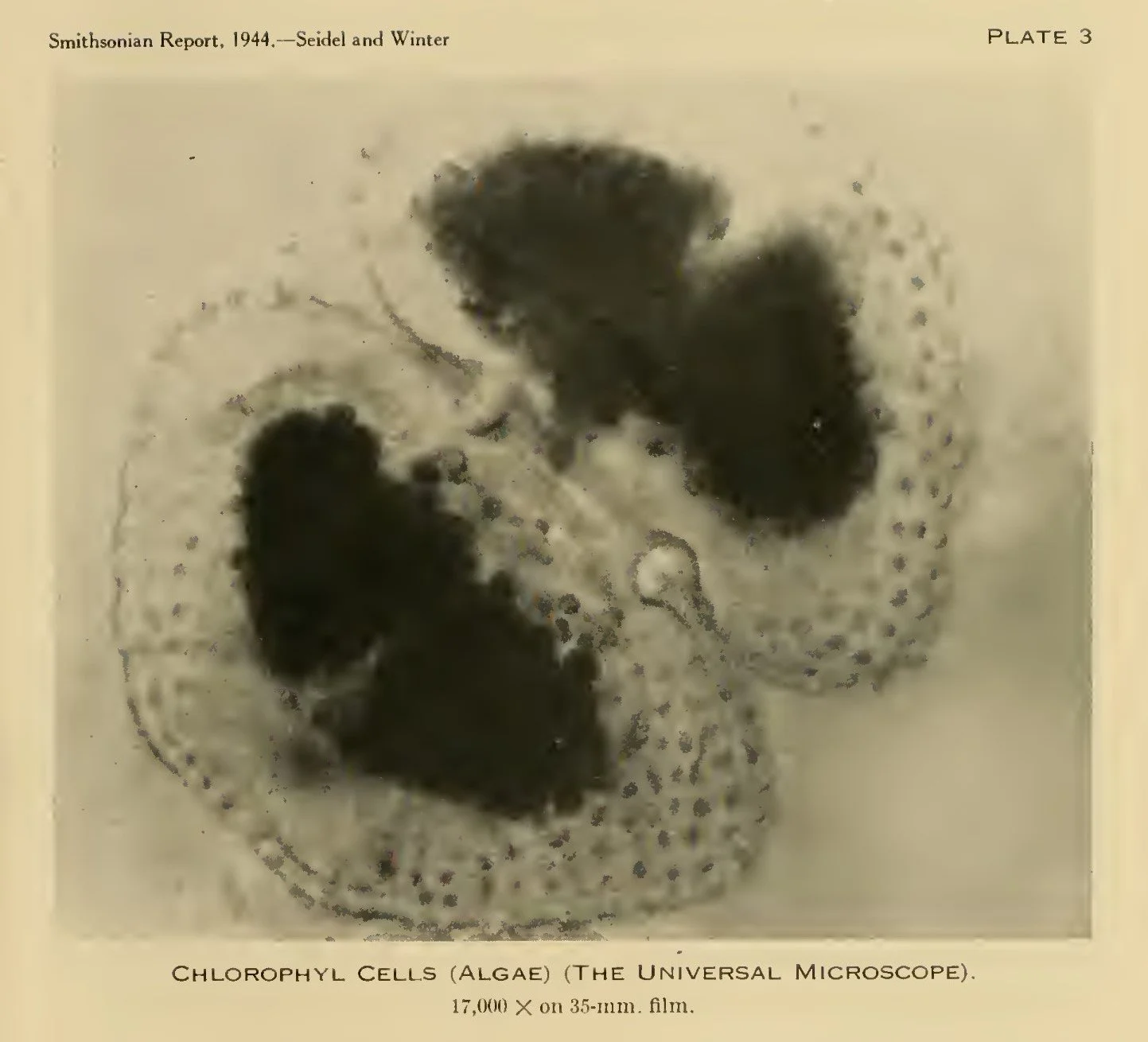 Chlorophyll cell photomicrograph, from Smithsonian report 1944.