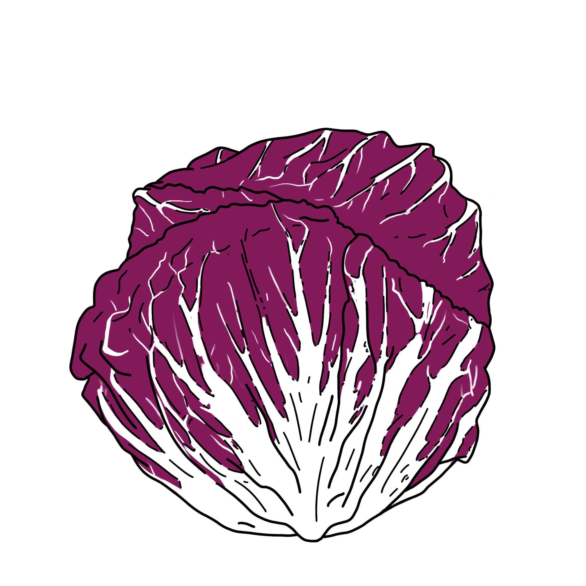 Radicchio2F.png