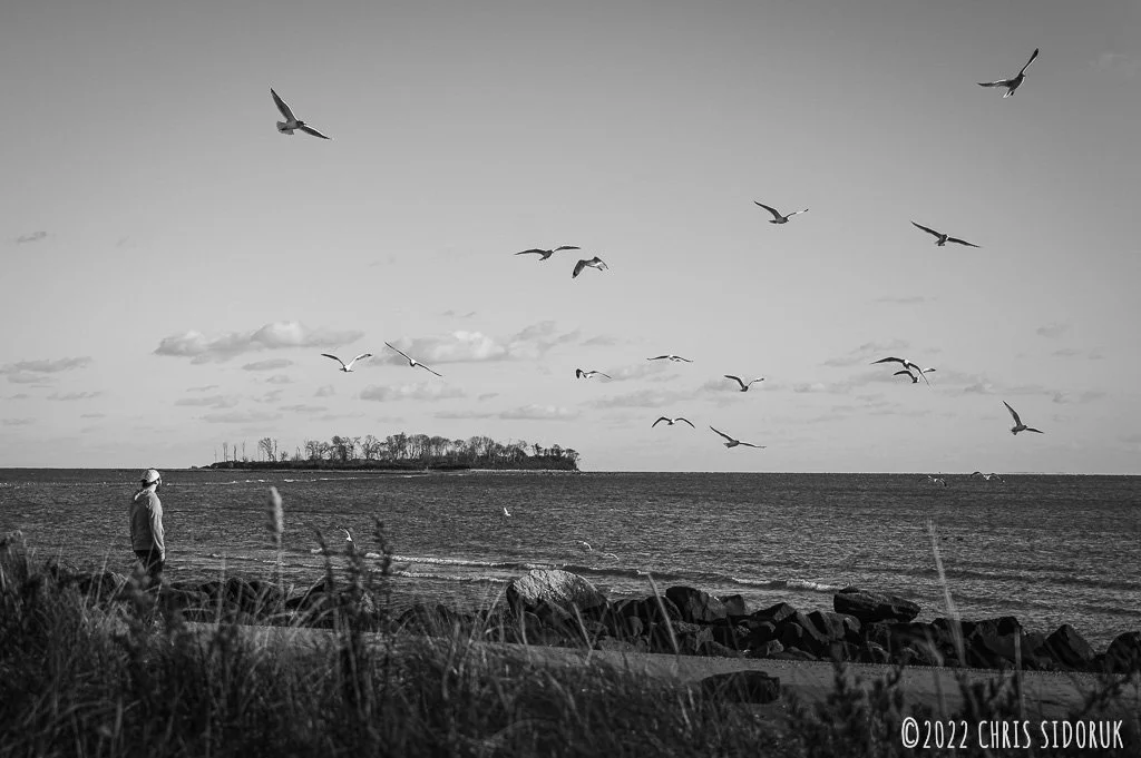 Seagulls in flight over Silver Sands State Park, with Charles Island in the background.