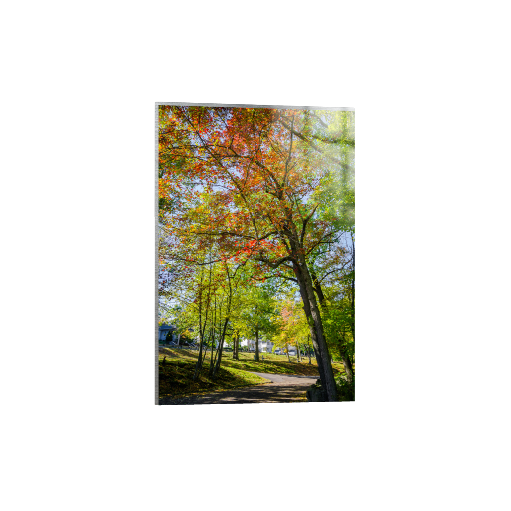 Autumn park landscape photograph printed on metal with vibrant foliage colors and a sleek finish