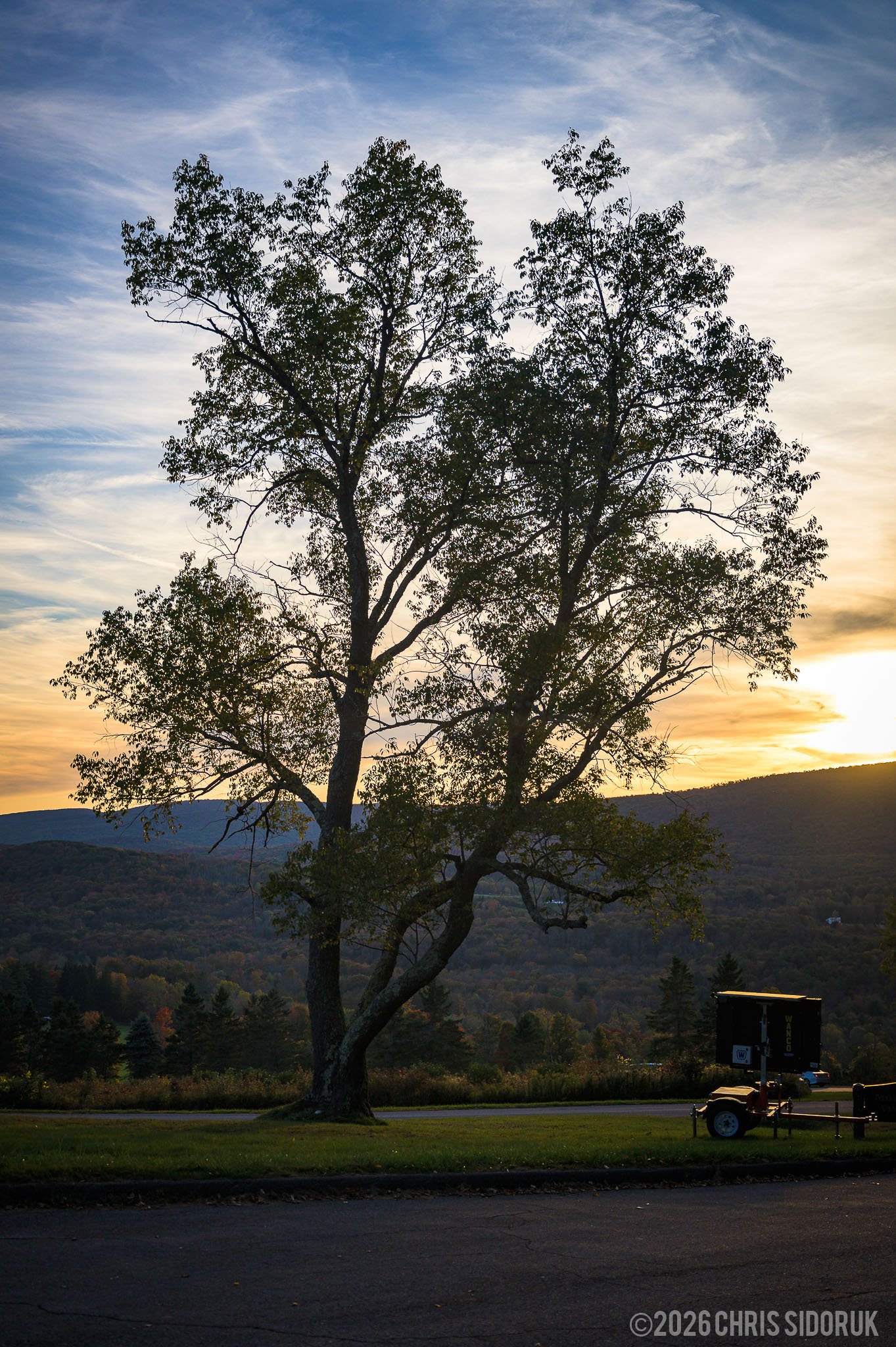 tree-silhouette-mount-greylock-berkshire-county.jpg