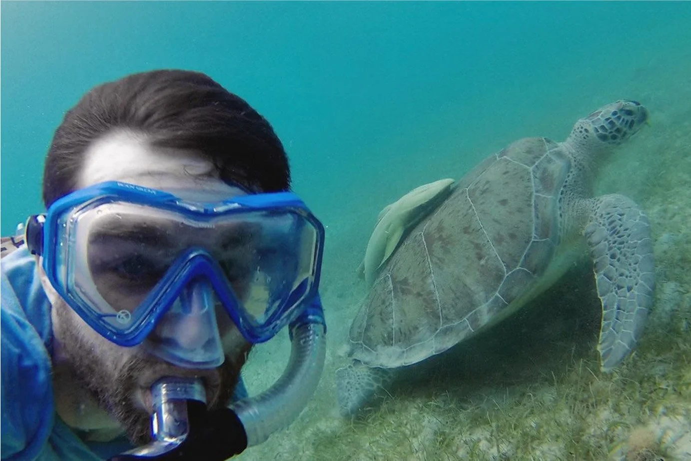 Snorkeling in St John USVI with a sea turtle swimming over seagrass in clear Caribbean water