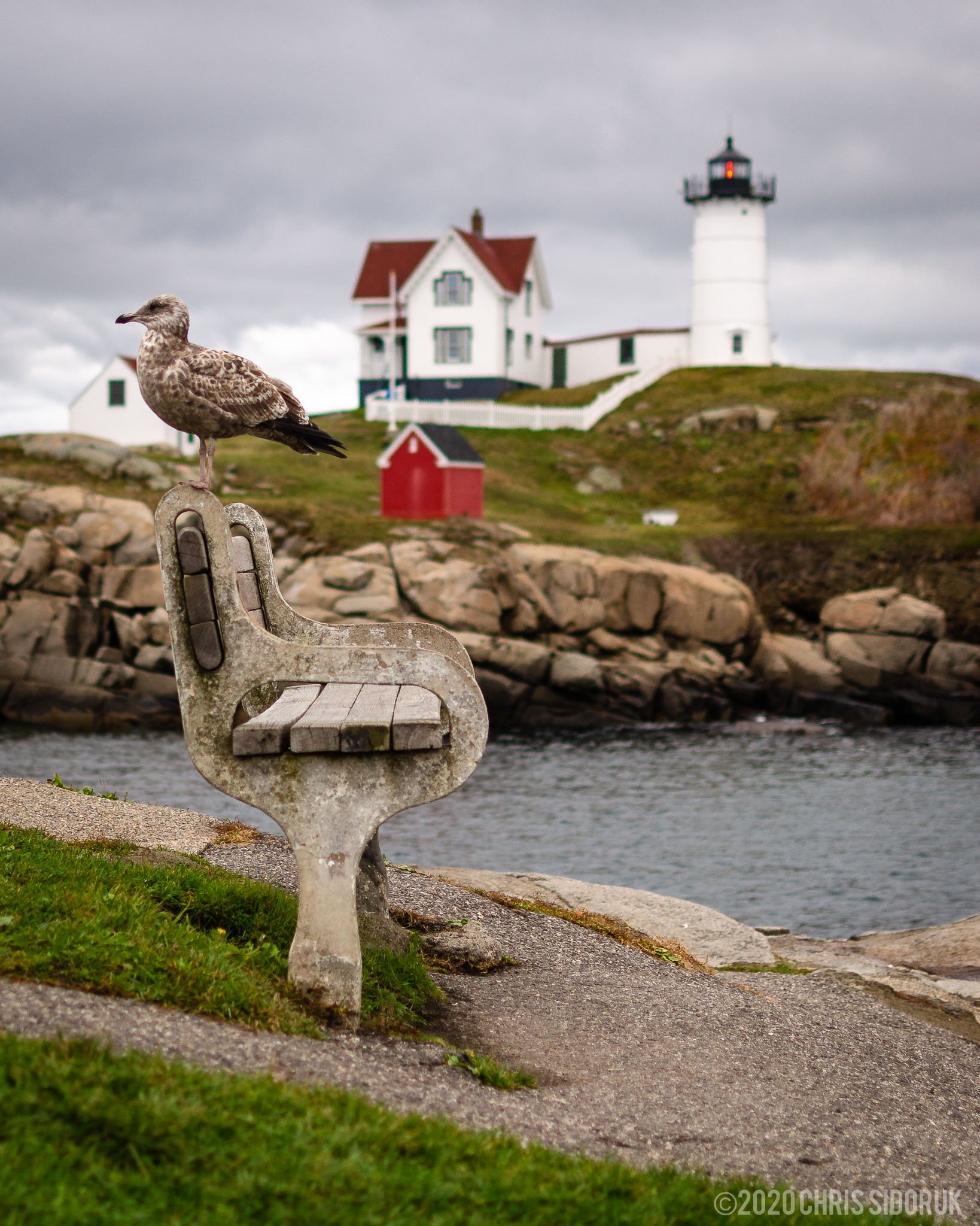 Seagull perched on a weathered bench overlooking Nubble Lighthouse in York, Maine with rocky shoreline and ocean in the background.