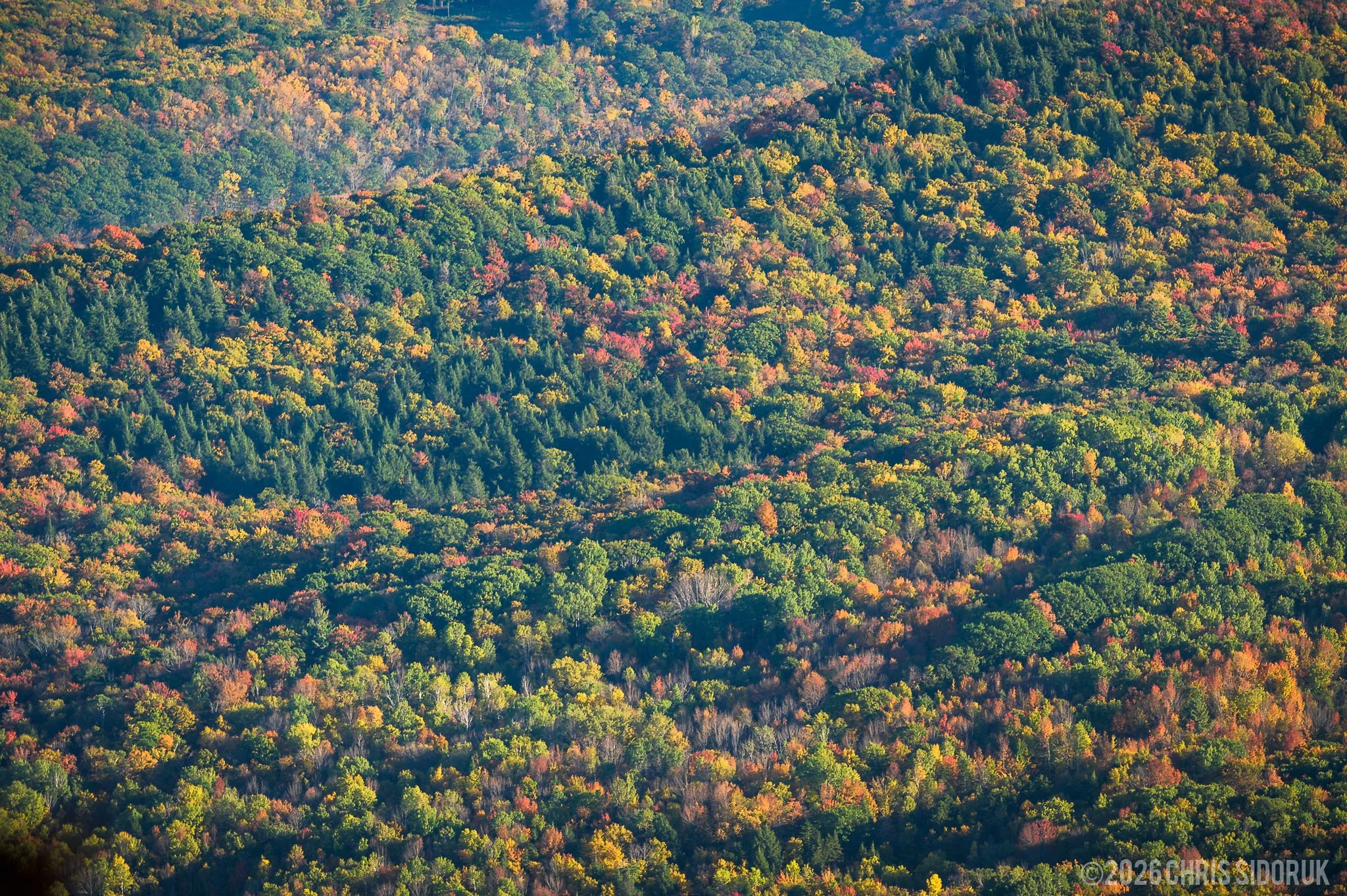 A close view of the Berkshires’ rolling hills in early October, highlighting the mix of yellows, oranges, and remaining greens.
