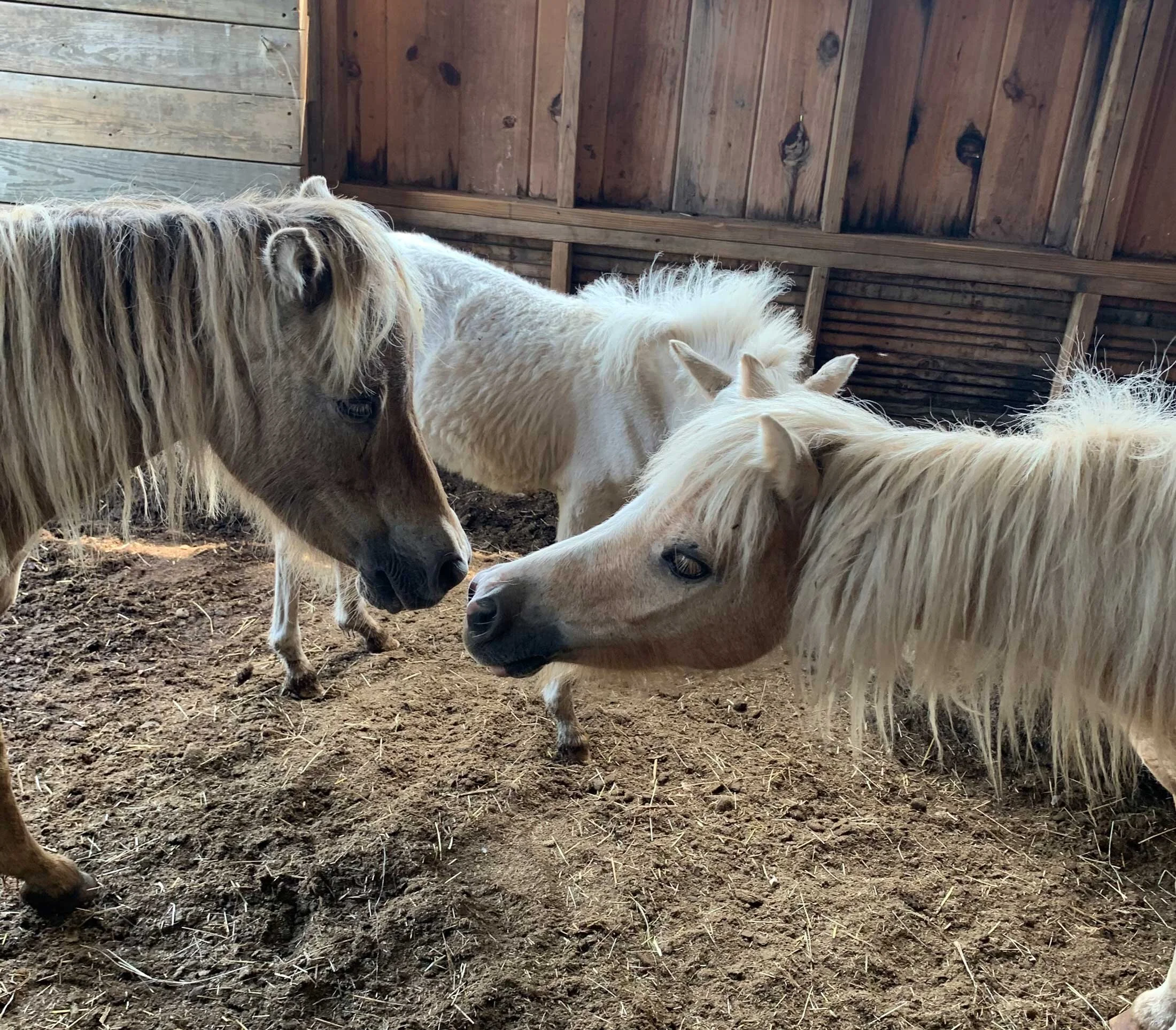 Animal Therapy — Oasis Animal Adventures Animal Therapy — Oasis Animal Adventures