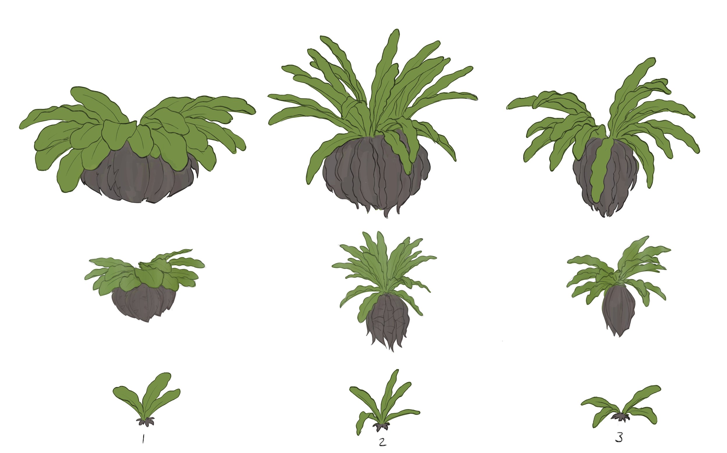 Birds nest fern 02.jpg