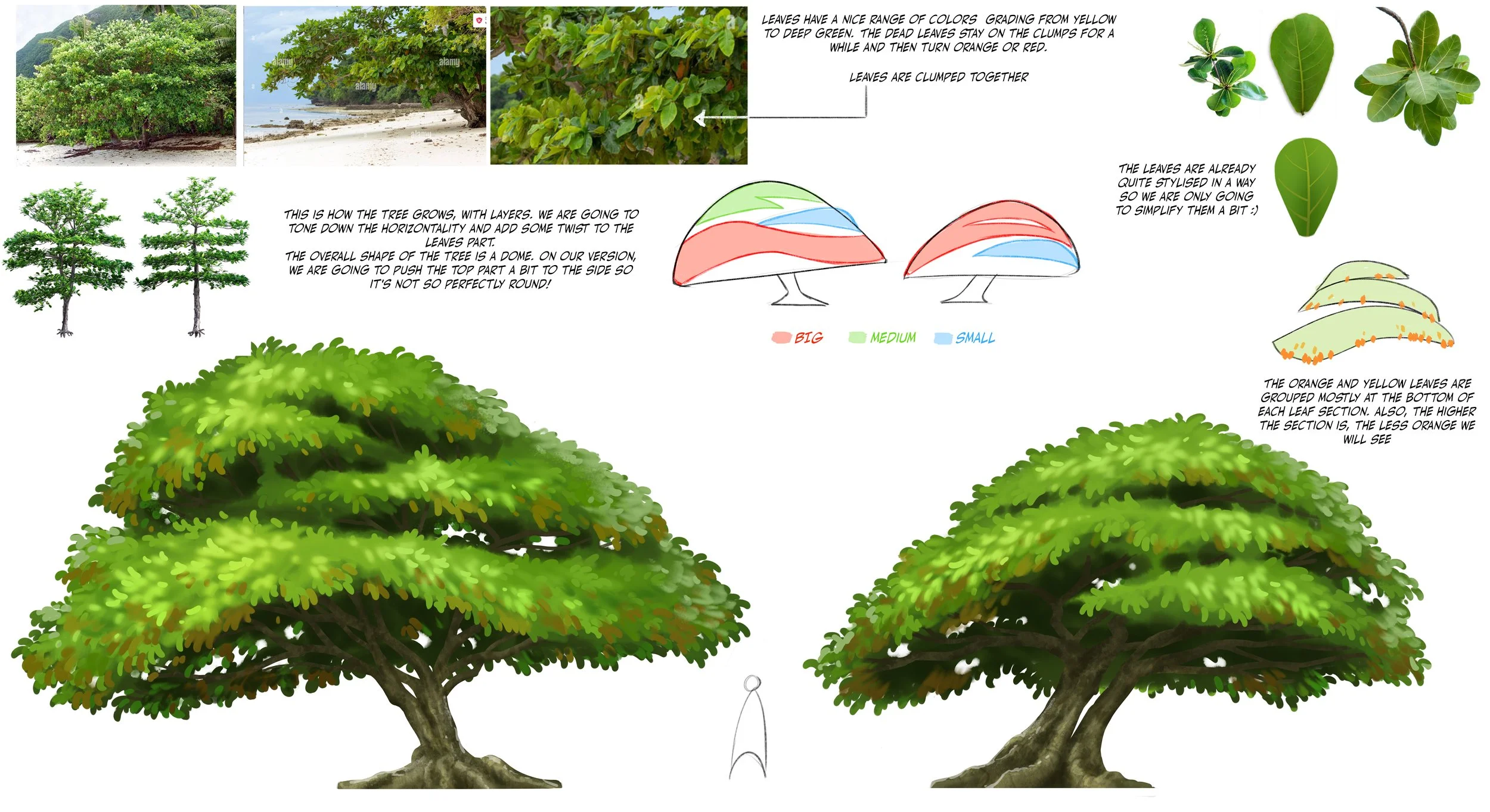 Terminalia catappa 01.jpg