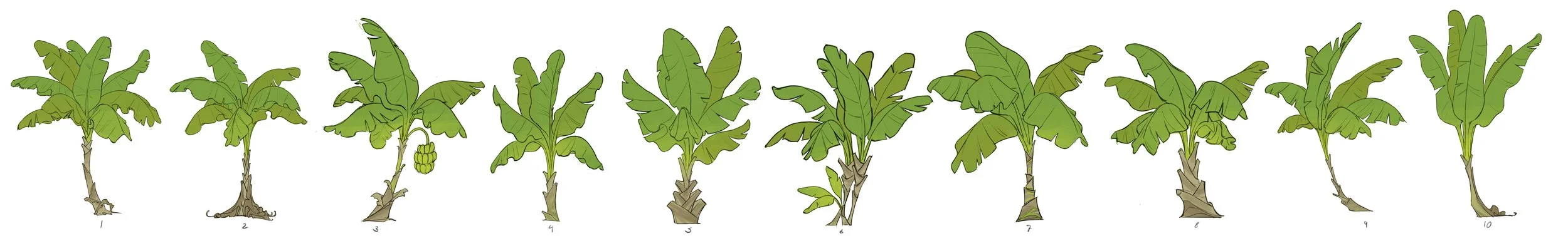 banana tree 01.jpg