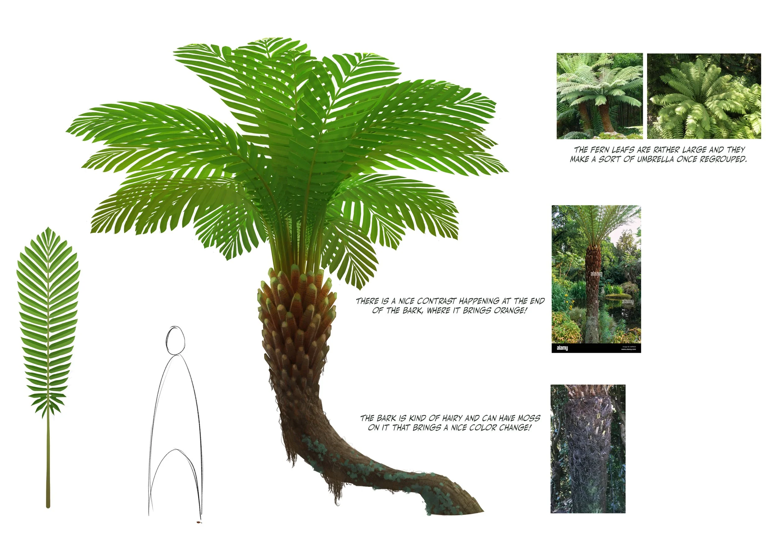 fern tree 01.jpg
