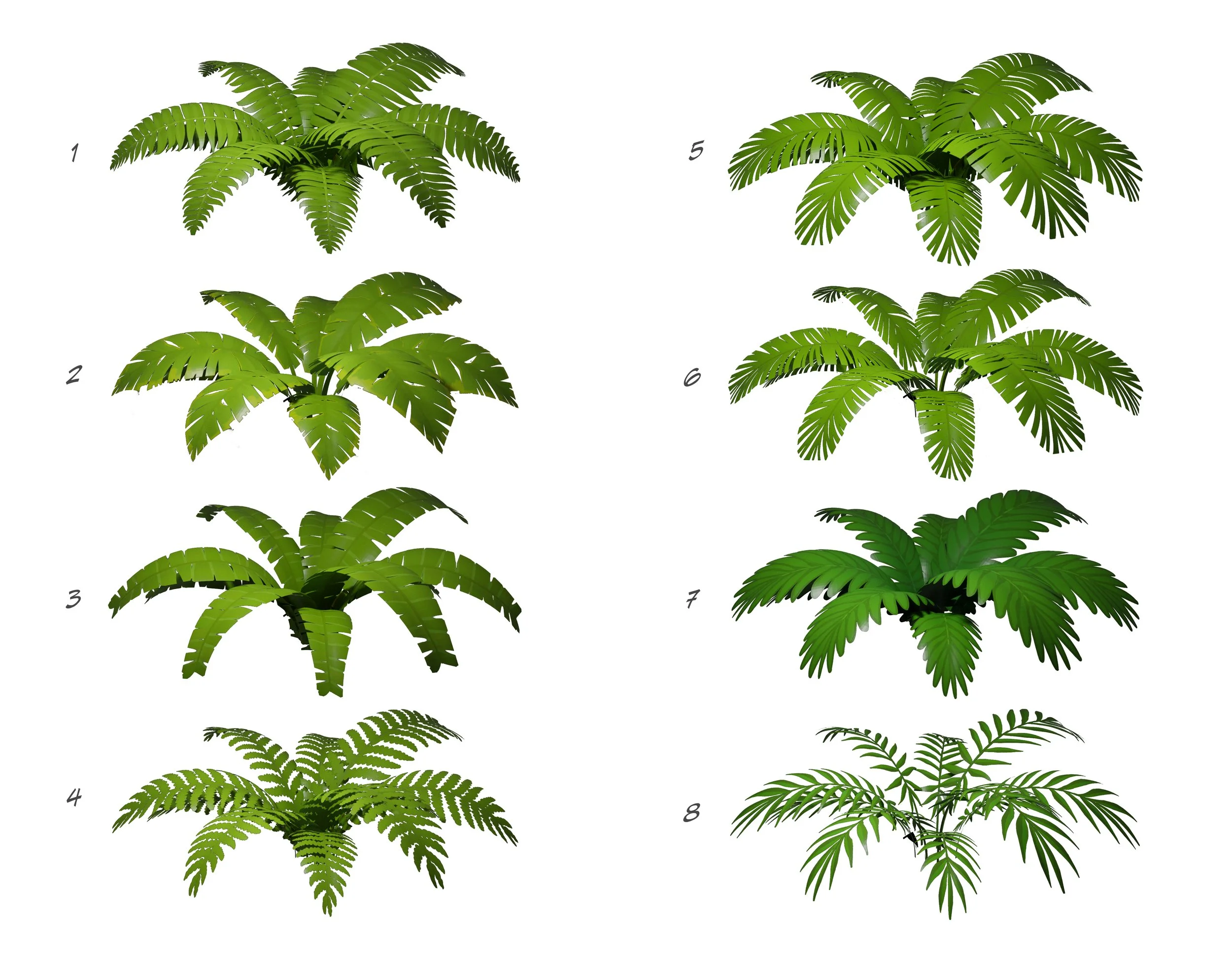 Fern 01.jpg
