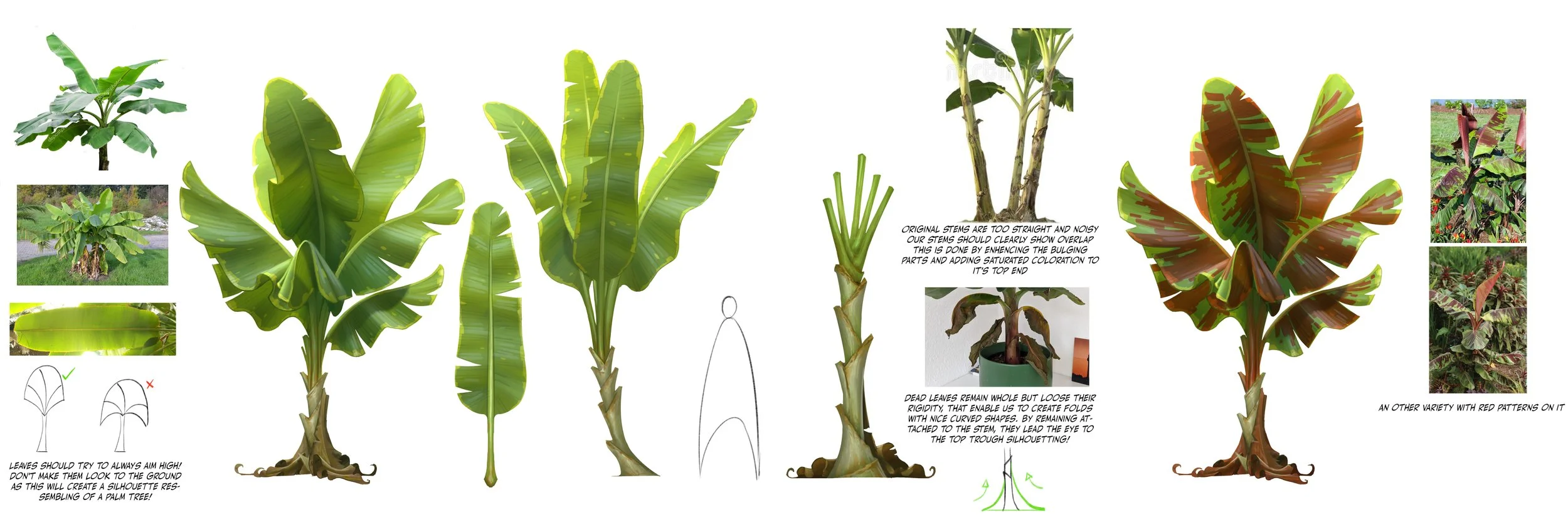 banana tree 04.jpg