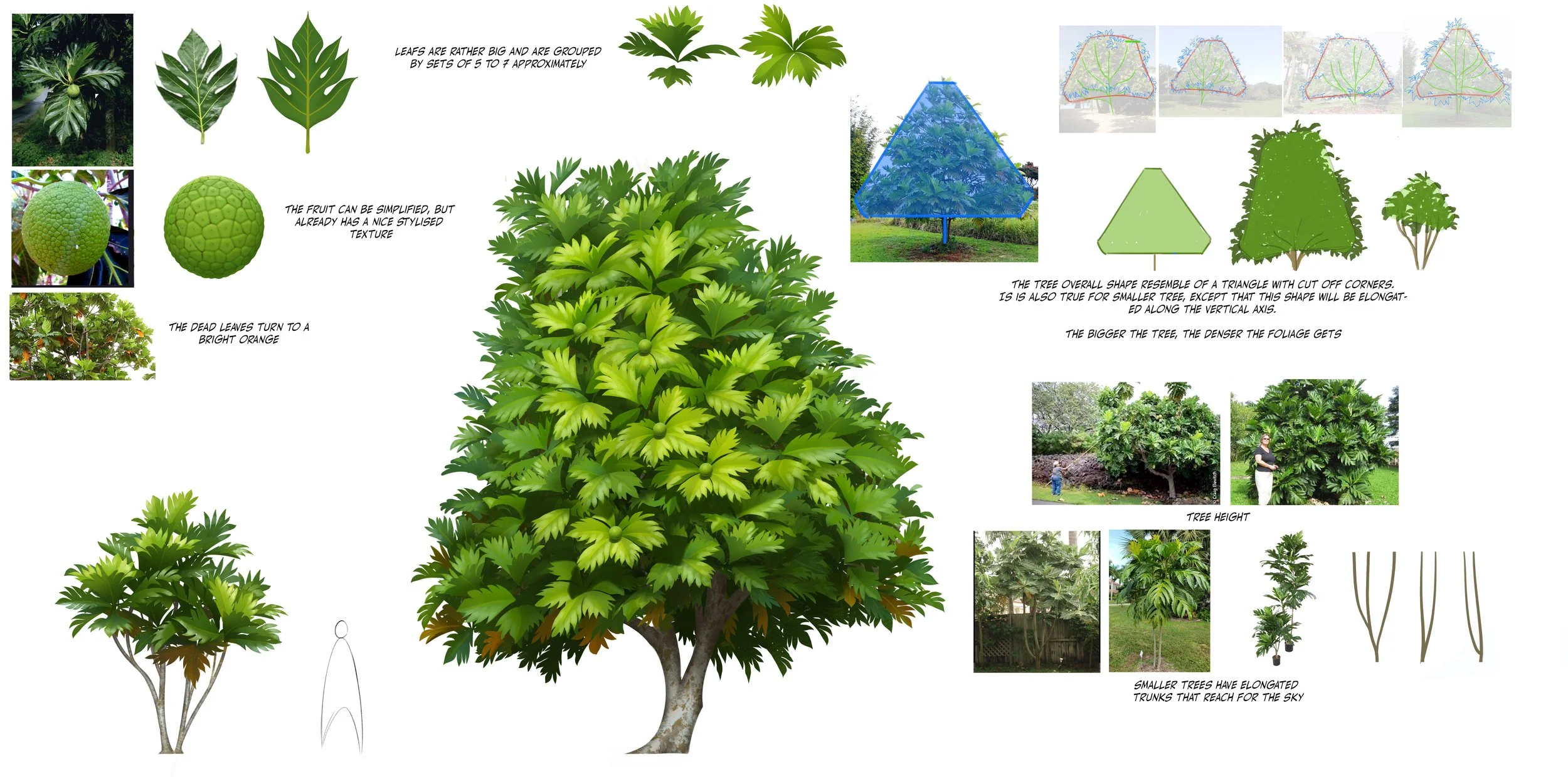 breadfruit tree 03.jpg