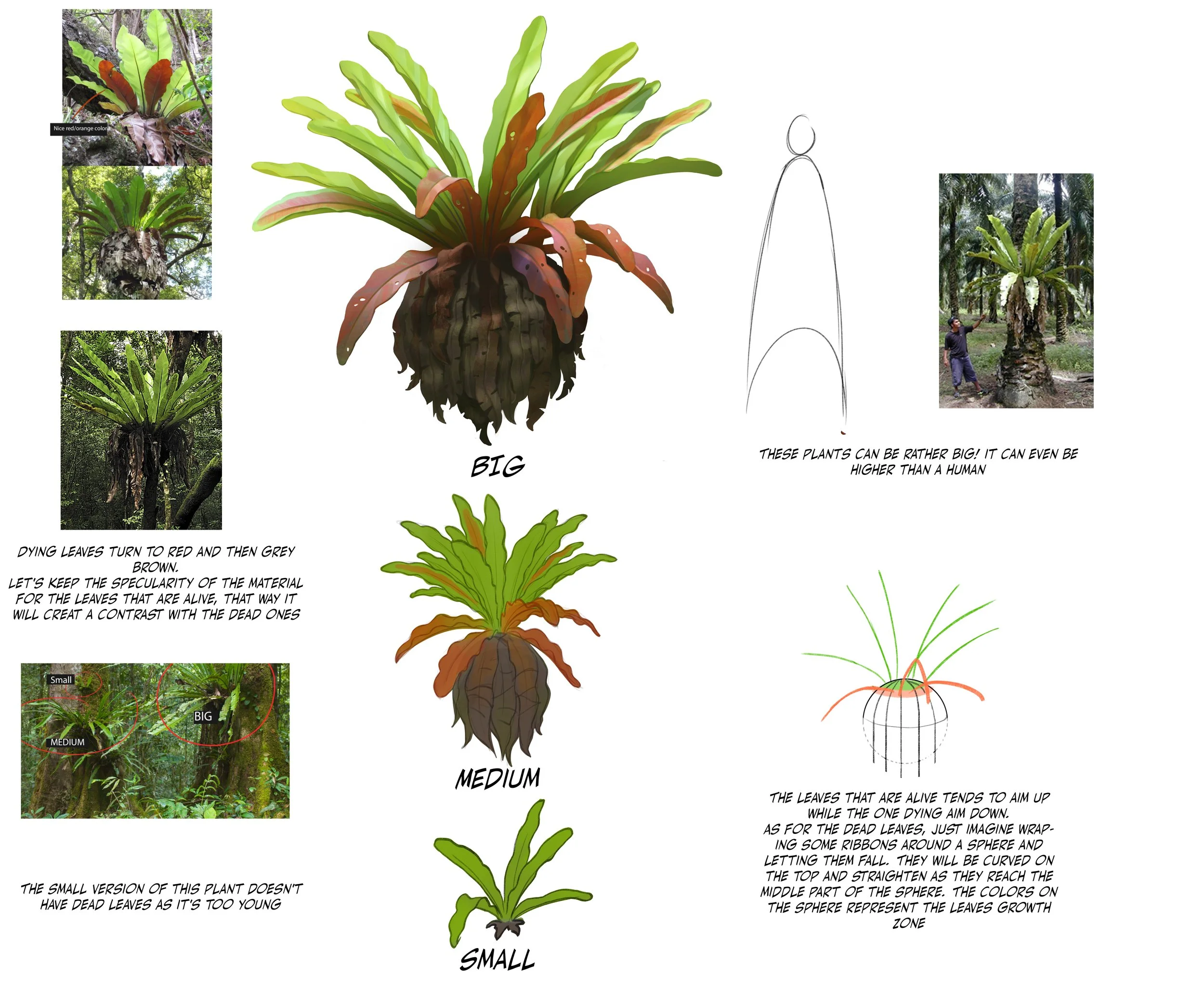 Birds nest fern 04.jpg