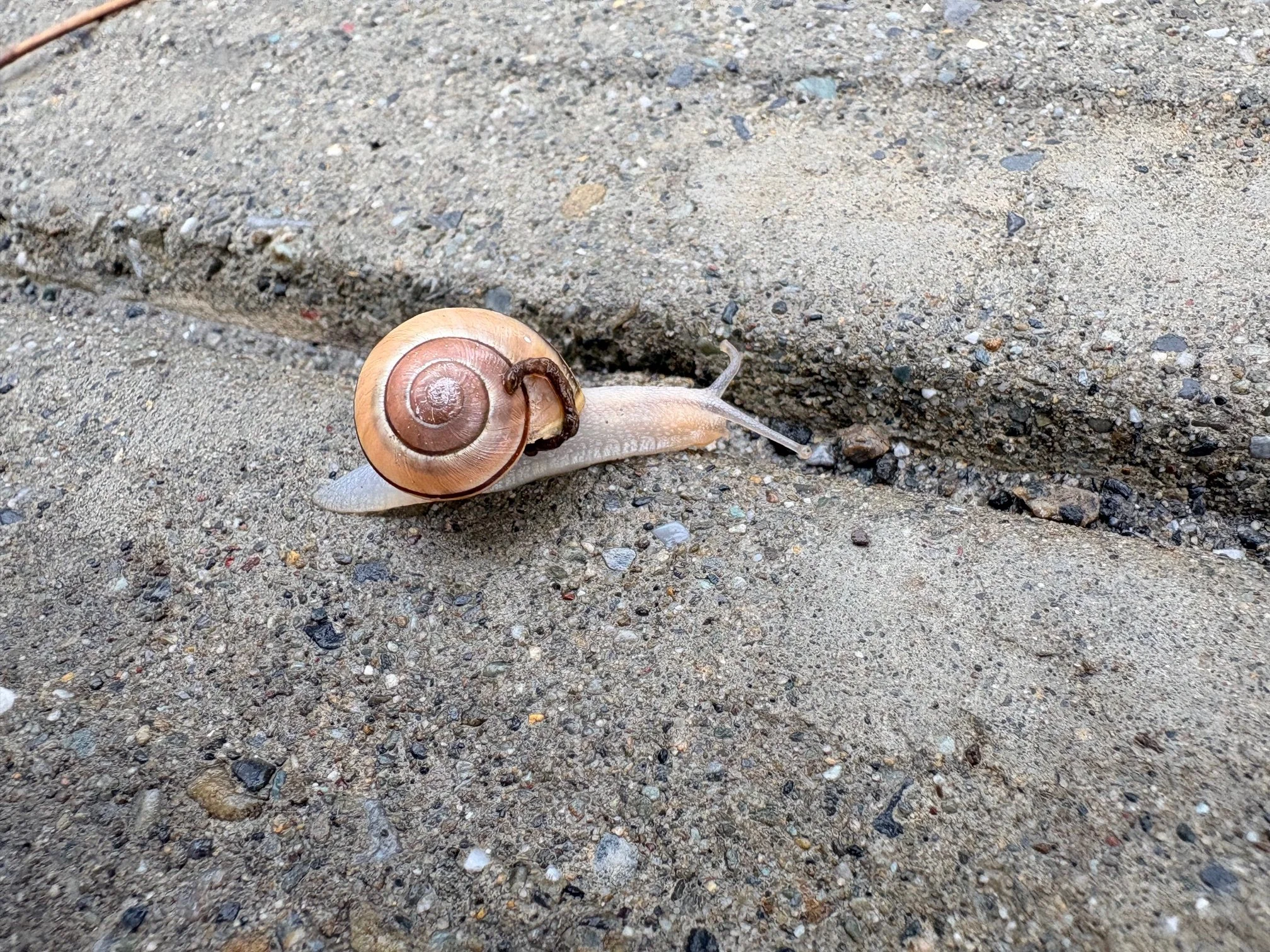 A Path of Liberation