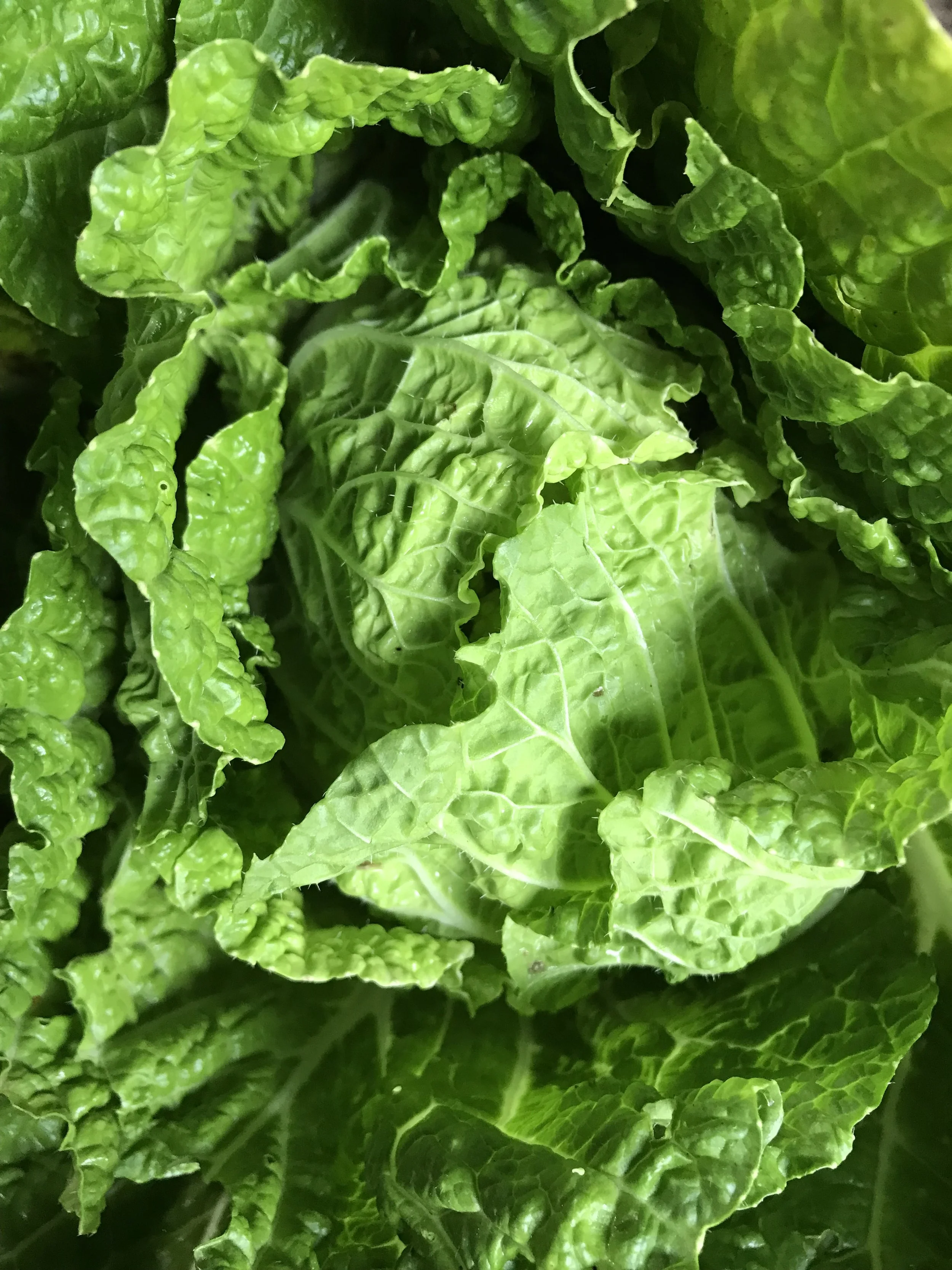 4 Course Menu Feature: Pastured Poultry