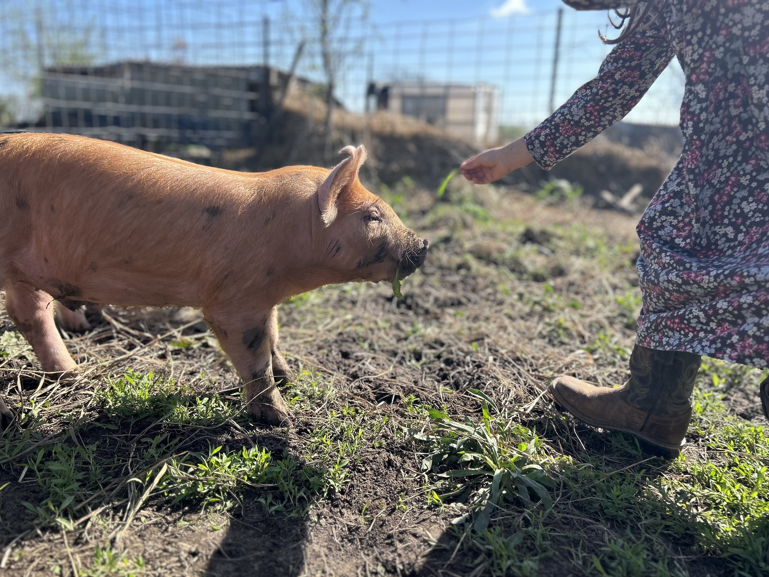 4 Course Menu Feature: Pastured Poultry 
